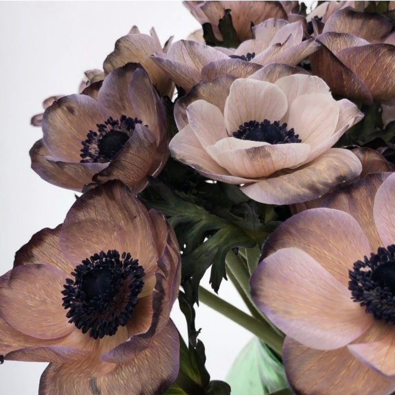 Anemonen Brownie vip Schnittblumen Shop Tausendschön Store