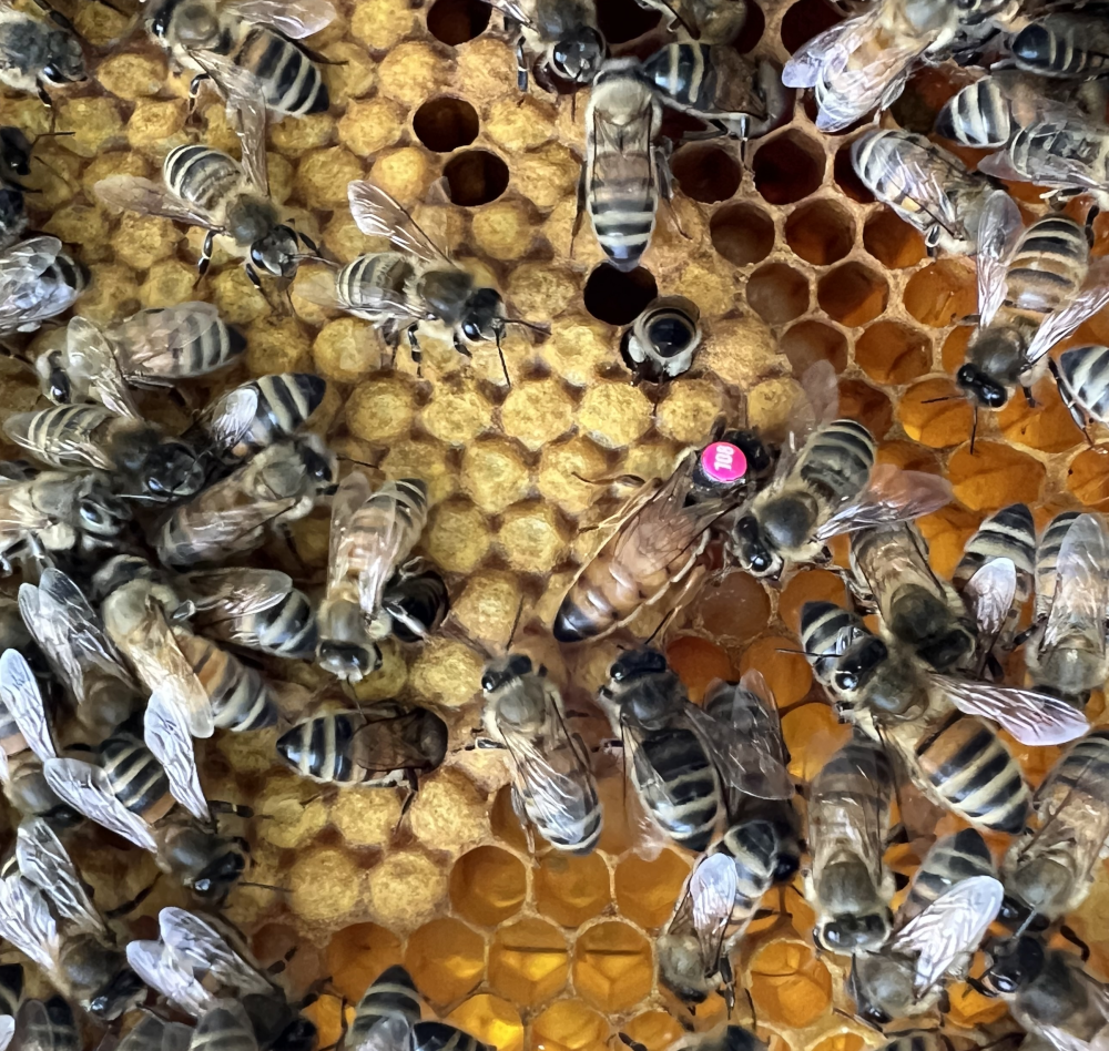 Buckfast K Nigin F Standbegattet Bienenk Niginnen Shop Bienen Naef