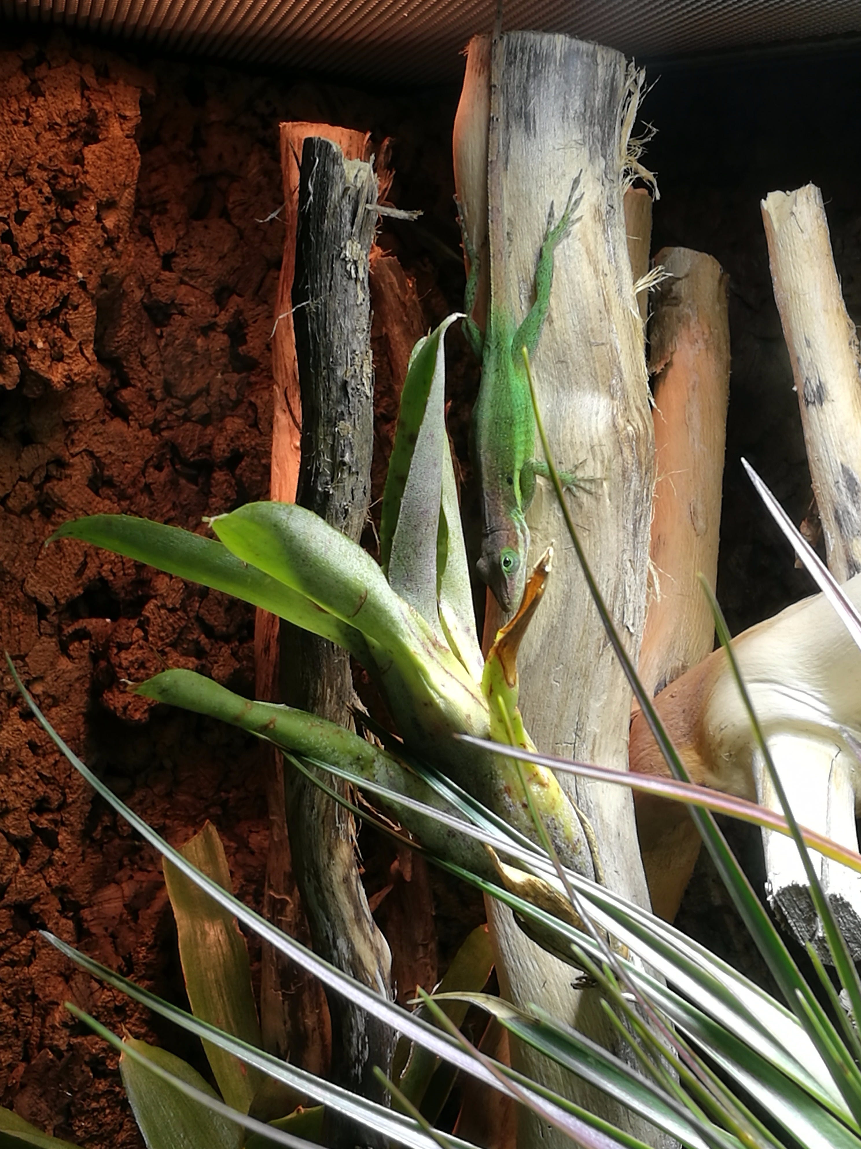 Artenteil Royal Anolis