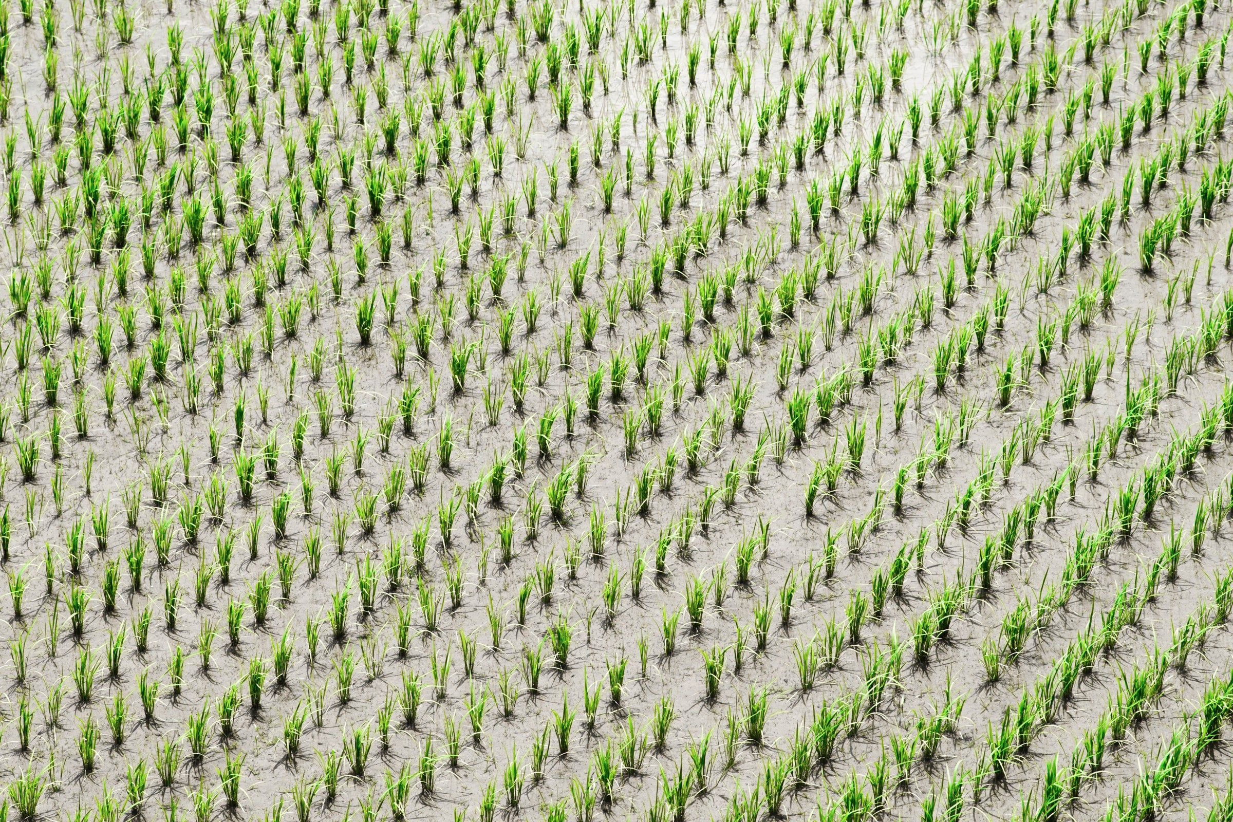 新品 未使用品 ＯＮ ＲＩＣＥ ＦＩＥＬＤ - 時計