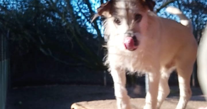 Hunde Vermittlungstiere Tierheim Miltenberg