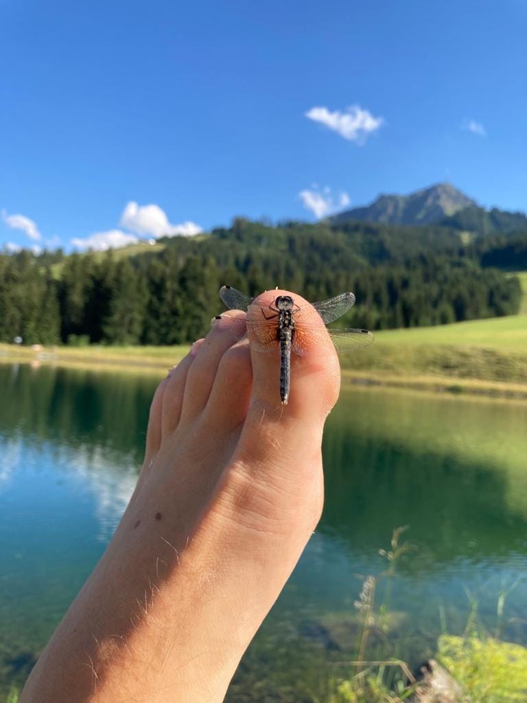 Die Geschichte von der Libelle Flügelschmiede
