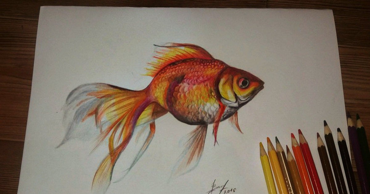 pencil sketch of a goldfish outline drawing  Stable Diffusion  OpenArt