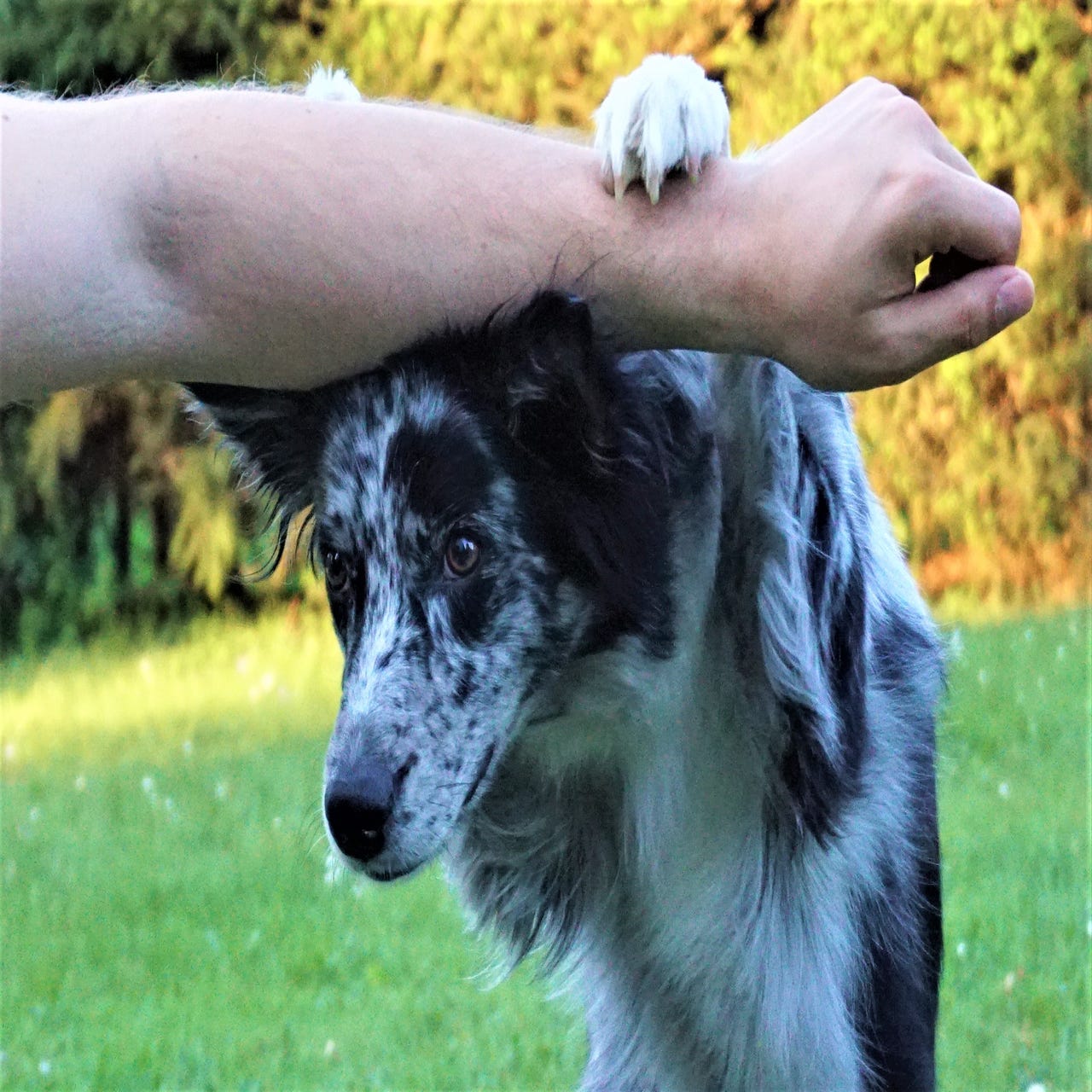 Tricks(Kopf&Bewegung) Kommandos Hundesport Working Couchpotatoes