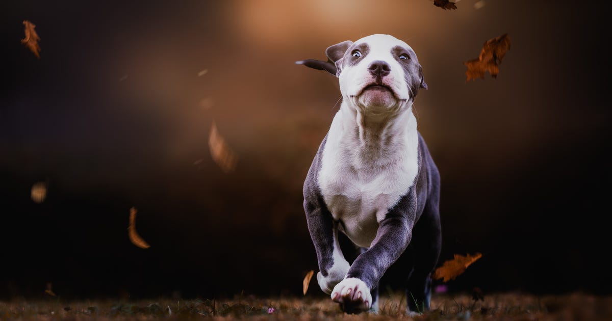 Hunde und tierische Freunde Pexfoto Fotografie und Bildbearbeitung