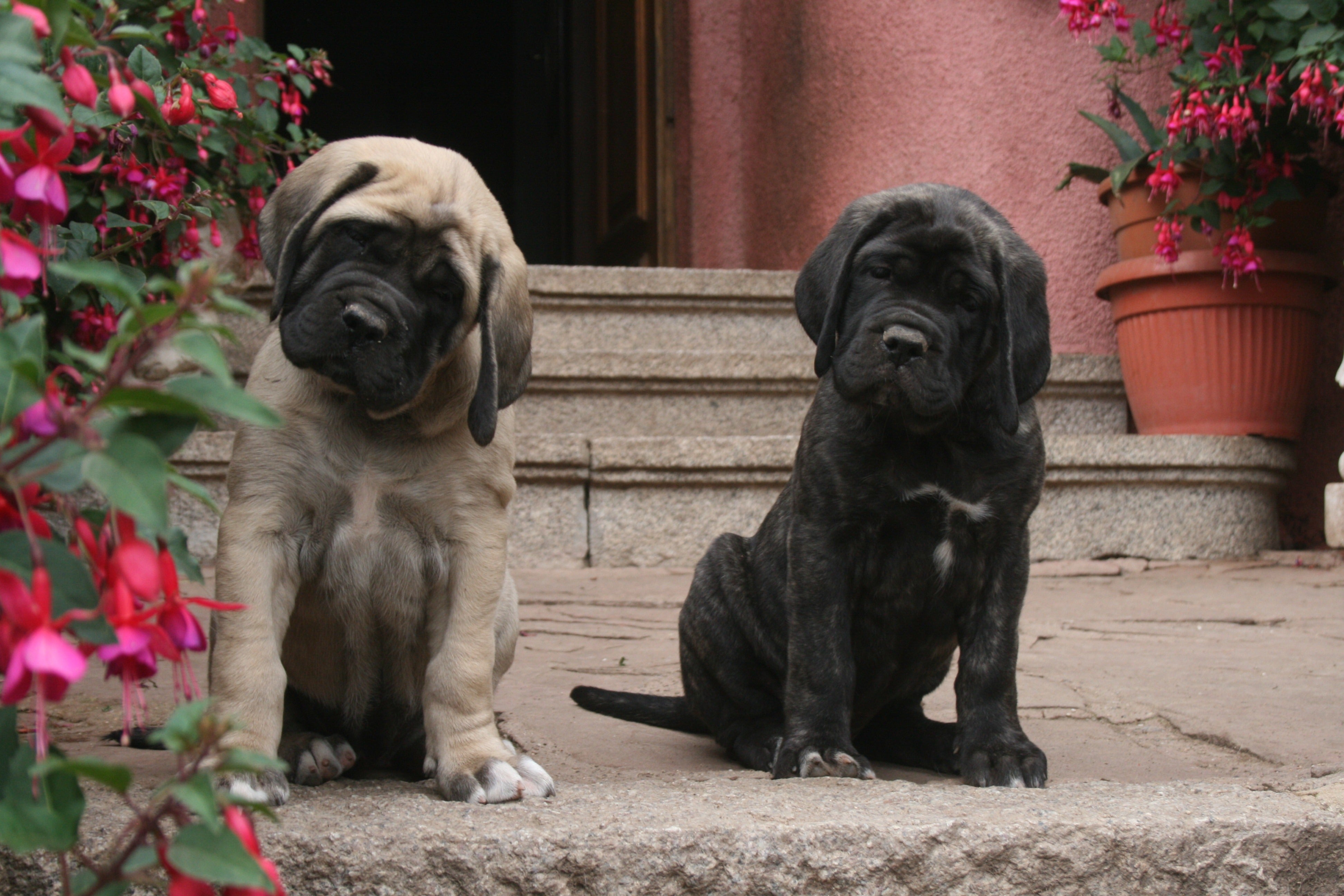 our Mastiff Kennel English Villa Graf Bel Air