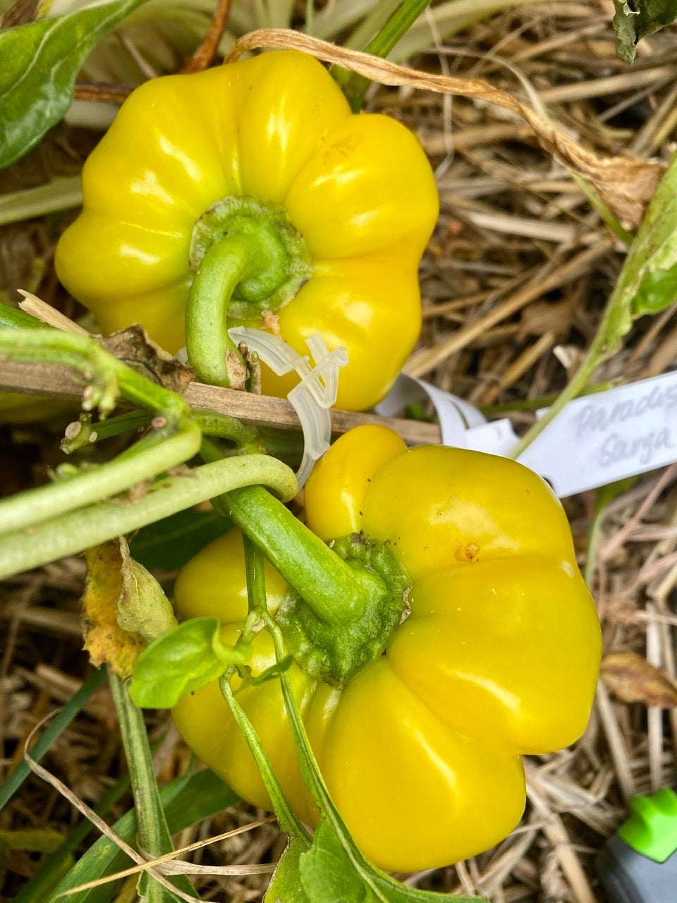 Paradicsom Alakú Sárga Szentes Paprika - Bunte Paprika und Chili - Shop ...