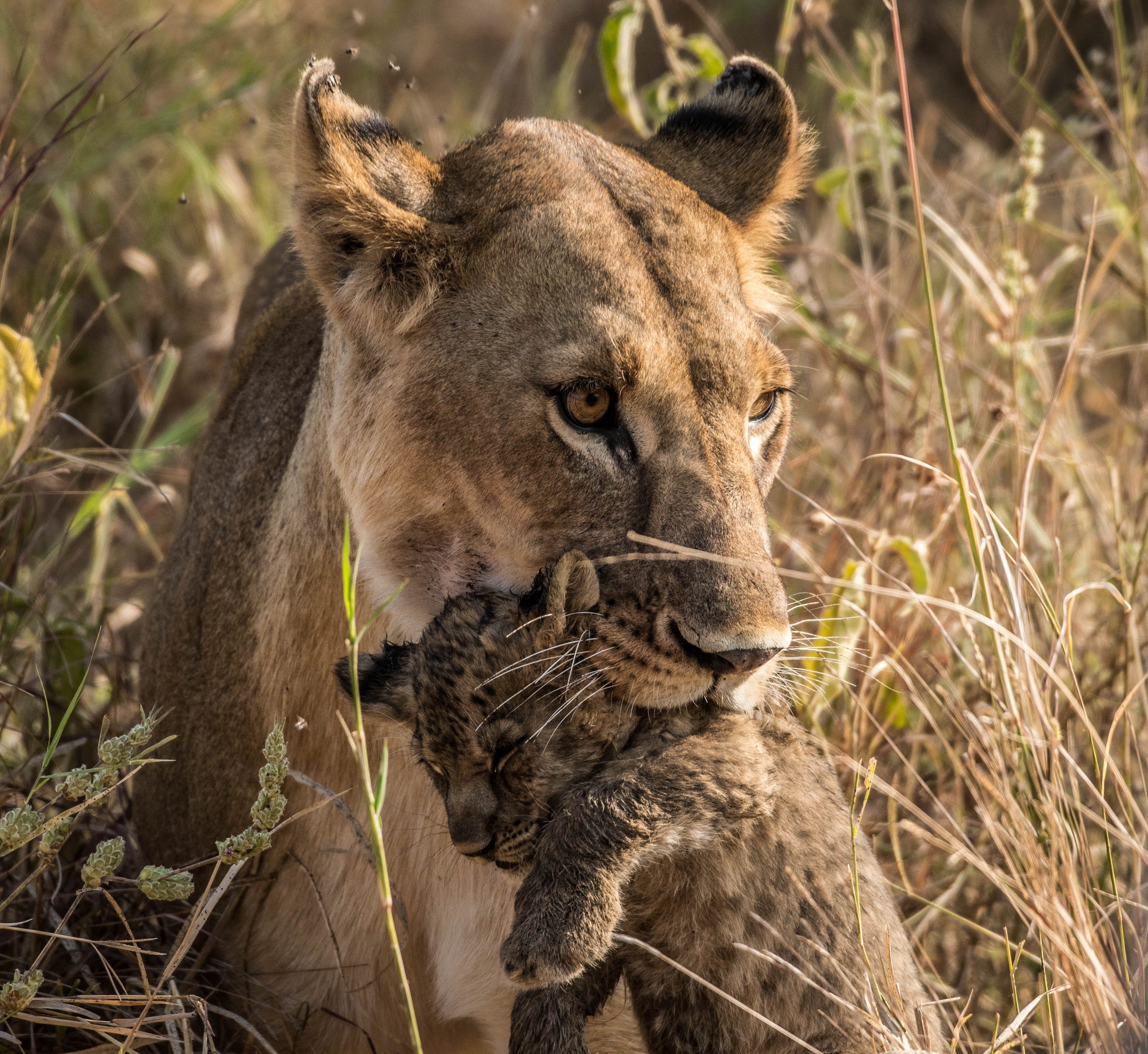 Home | Komba Tanzania Safari