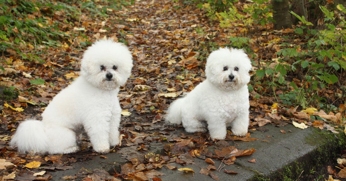 Frise , Bichon Frise Züchter, Bichon Frise | Bichon Frise Zucht: Charming Paws