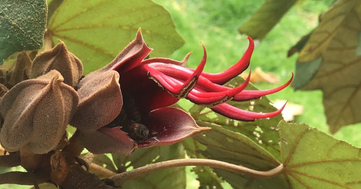 La flor mexicana con forma de manitas. - Noticias | Instituto Mexicano De Fauna, Flora y Sustentabilidad Social . La flor mexicana con forma de manitas. - Noticias | Instituto Mexicano De Fauna, Flora y Sustentabilidad Social .