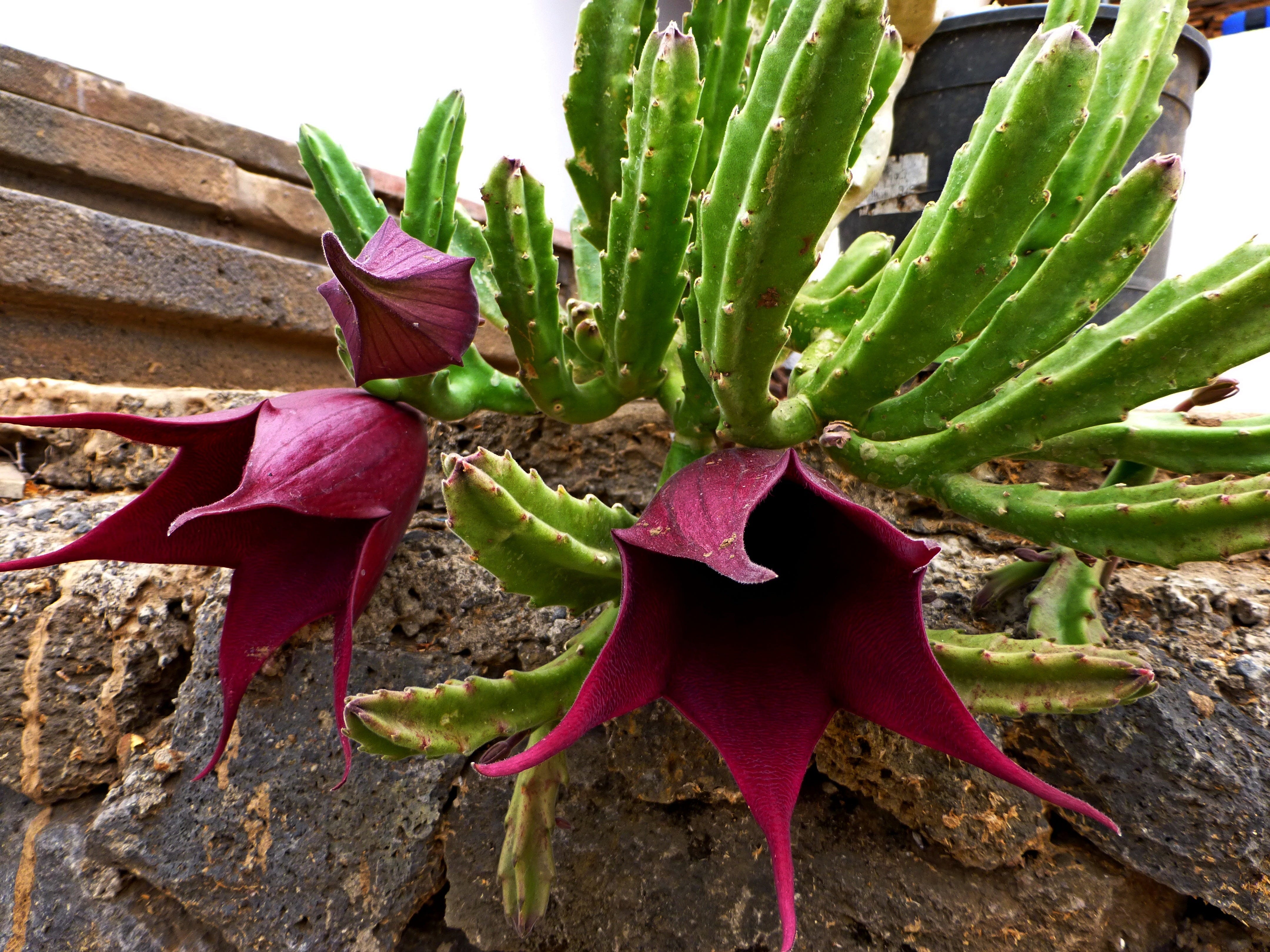 Stapelia Zierpflanzen FincaSanssouci