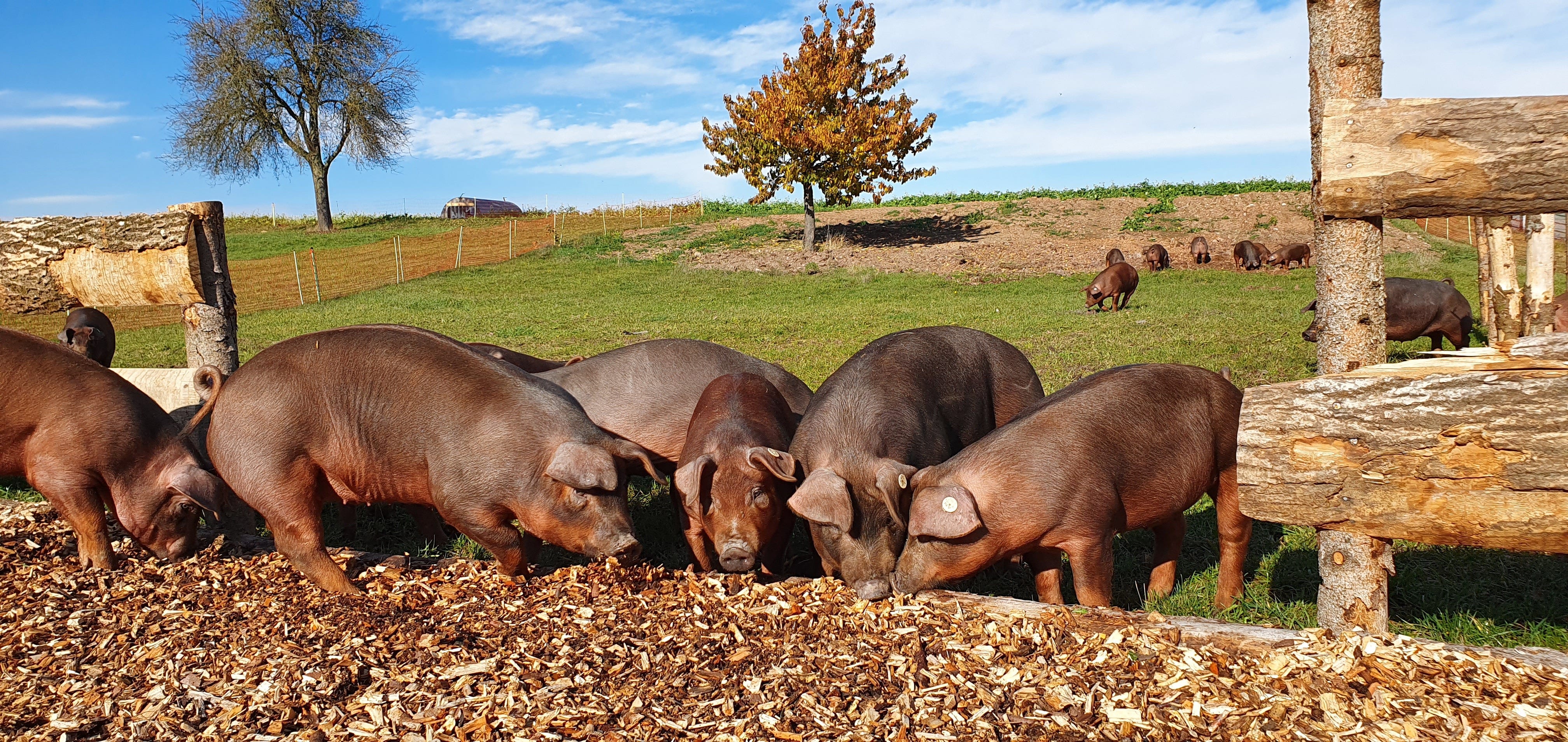 Das Duroc Schwein | Weidefleisch-Seitz