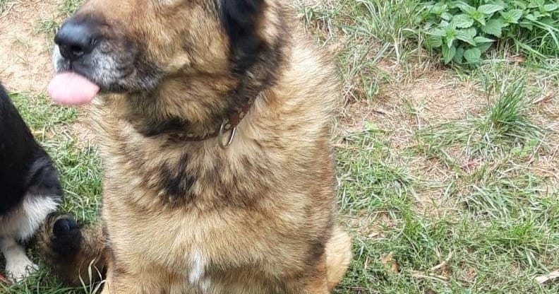 Hunde Vermittlungstiere Tierheim Miltenberg