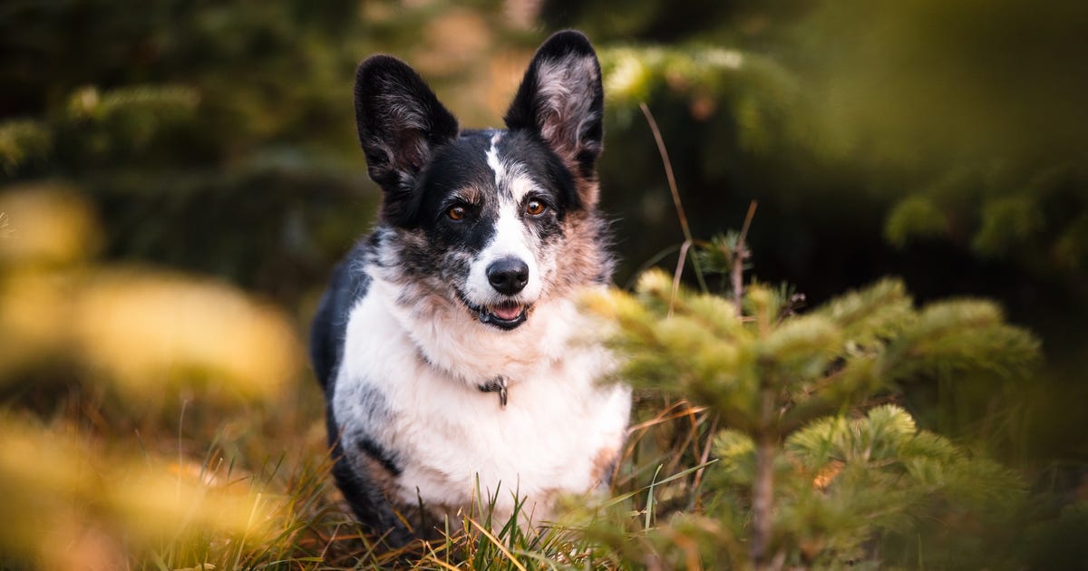 Unsere Hunde Club für Britische Hütehunde BadenPfalz