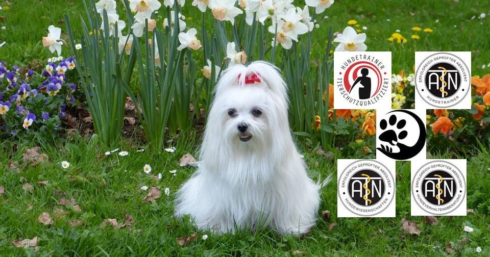 Hundetraining Hund spricht