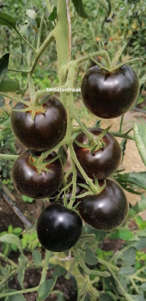 Tomate Alki Blue Blood - Mittelgroße Tomaten - Shop | Tomatenfreak