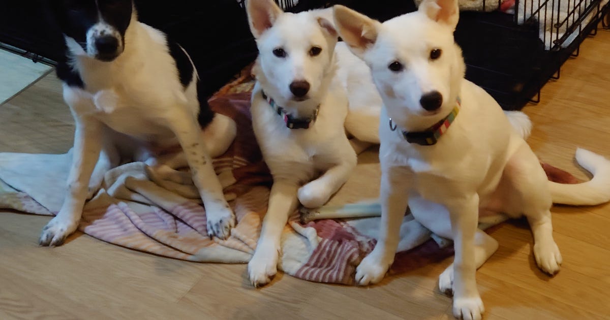 犬の里親探しアンジー 保護犬譲渡レスキューアンジー 犬の里親探しアンジー 保護犬譲渡レスキューアンジー