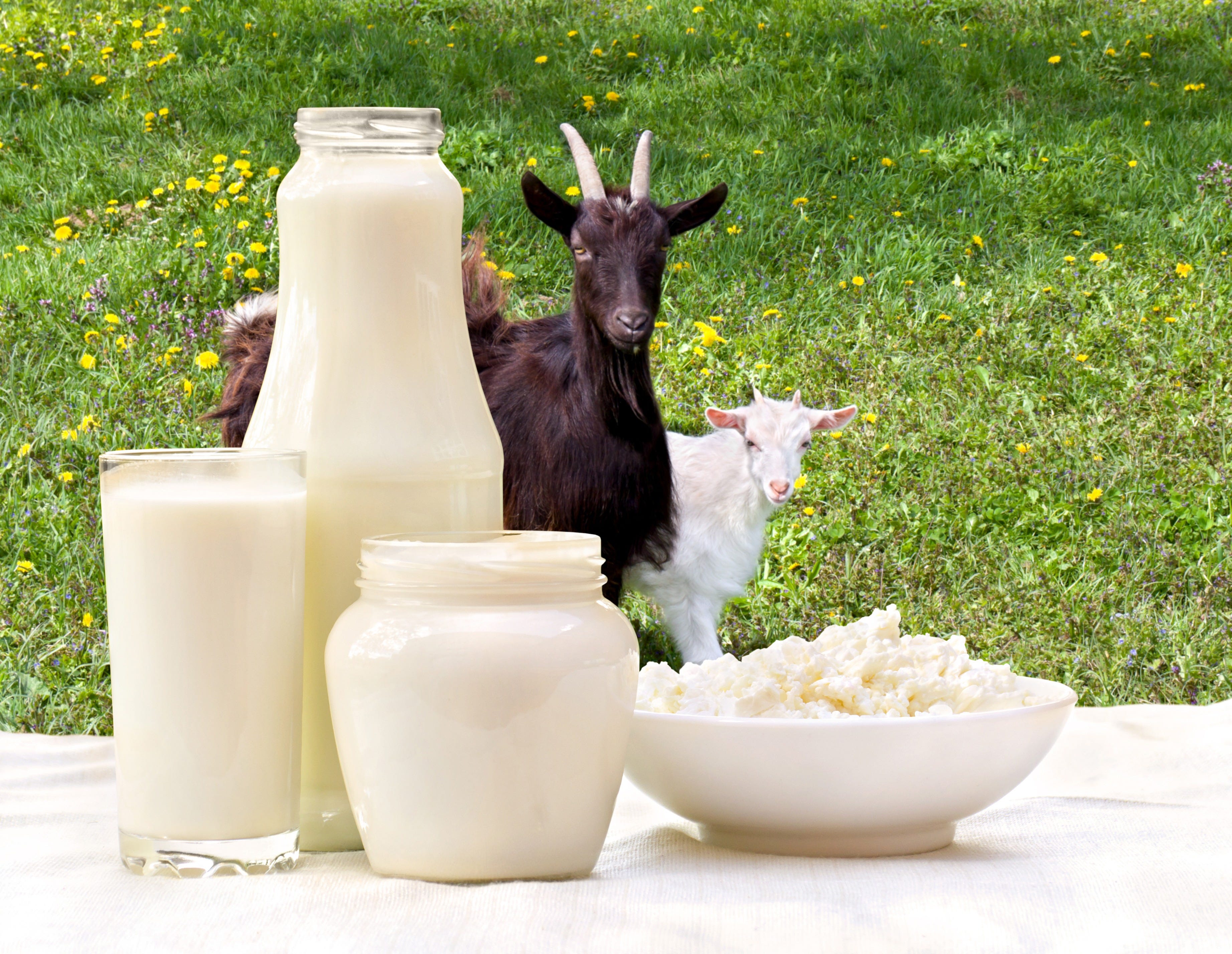 Fromage Au Lait De Chèvre Assortiments Fromage Des Pays Bas De Kaasfabriek 