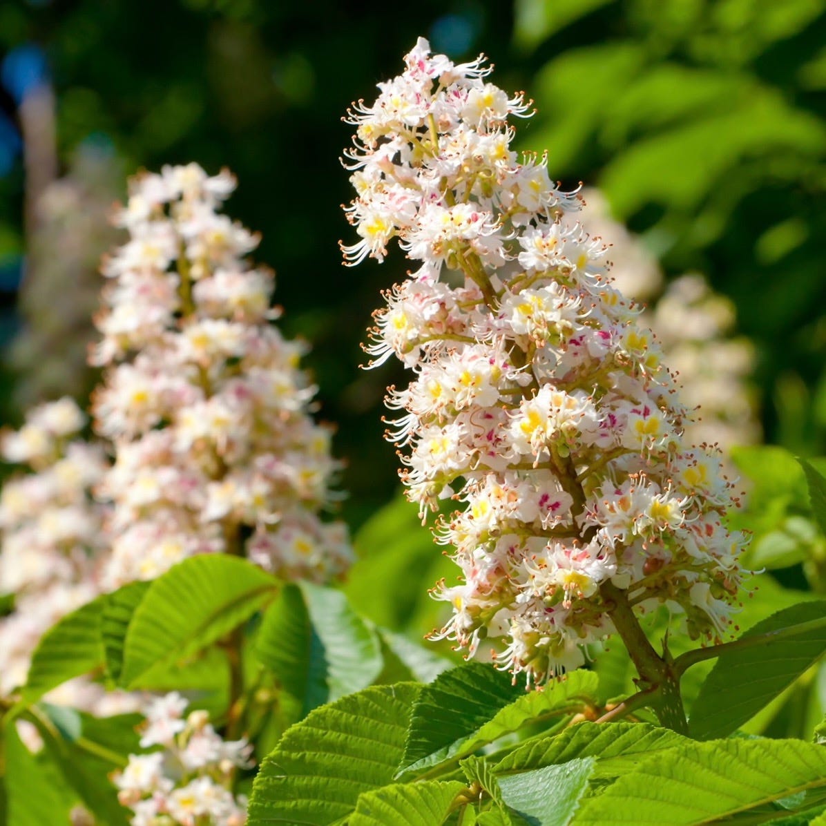 White Chestnut - Las 38 flores de Bach | Curso Flores de Bach online