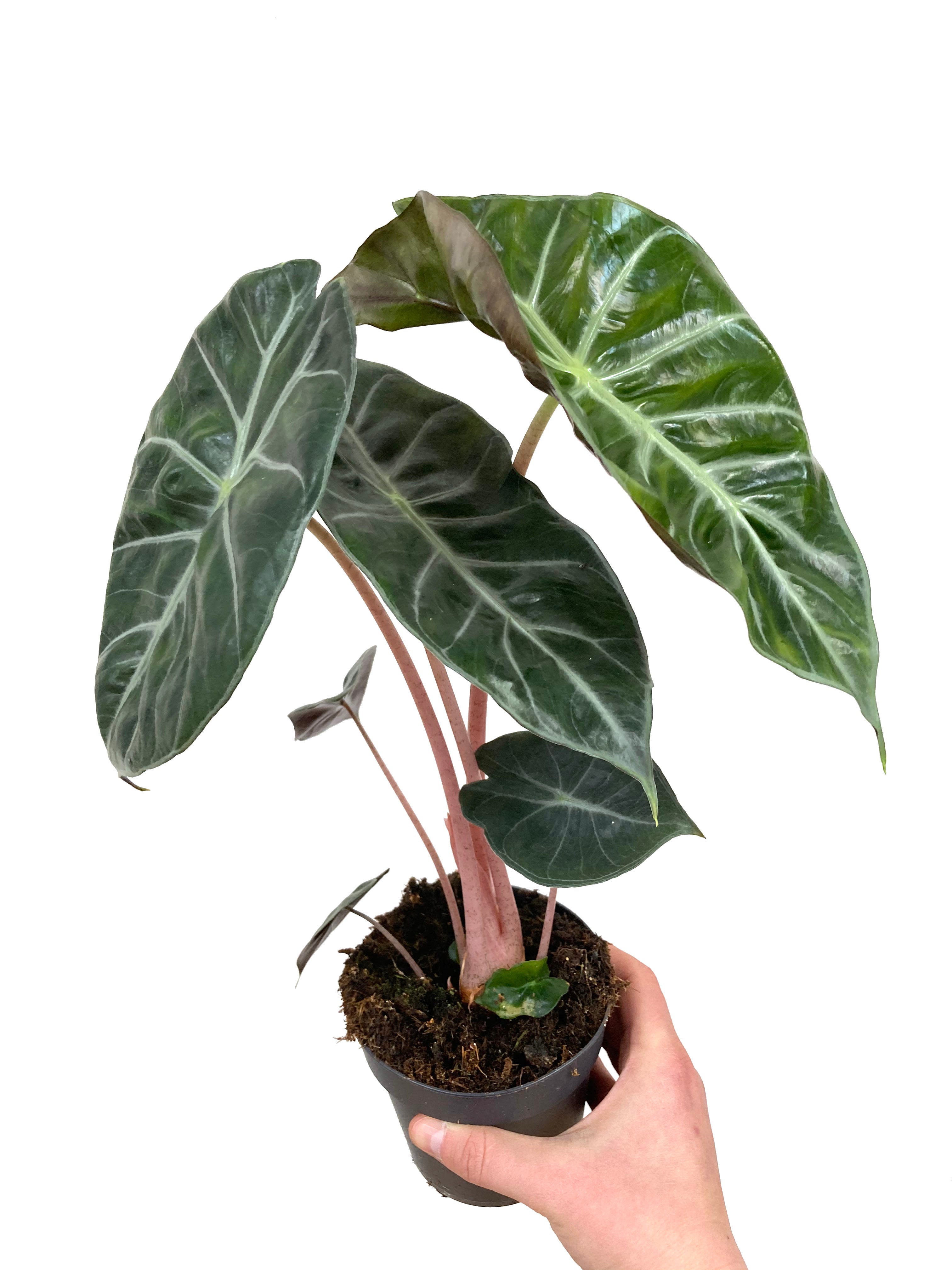 Alocasia Pflanzenlexikon Tante Plantje