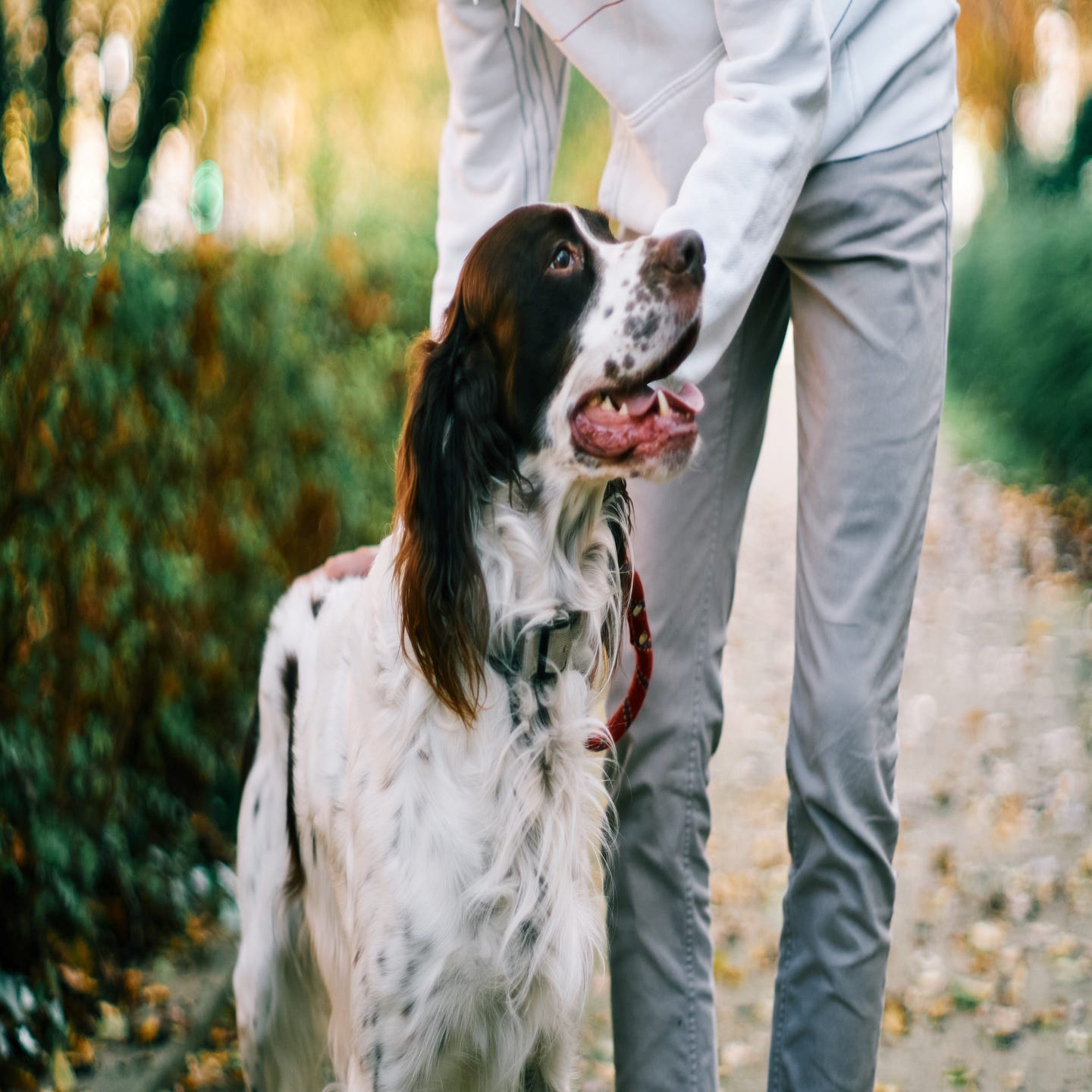 ANGEBOT HundeschuleEhrenfeldmeute