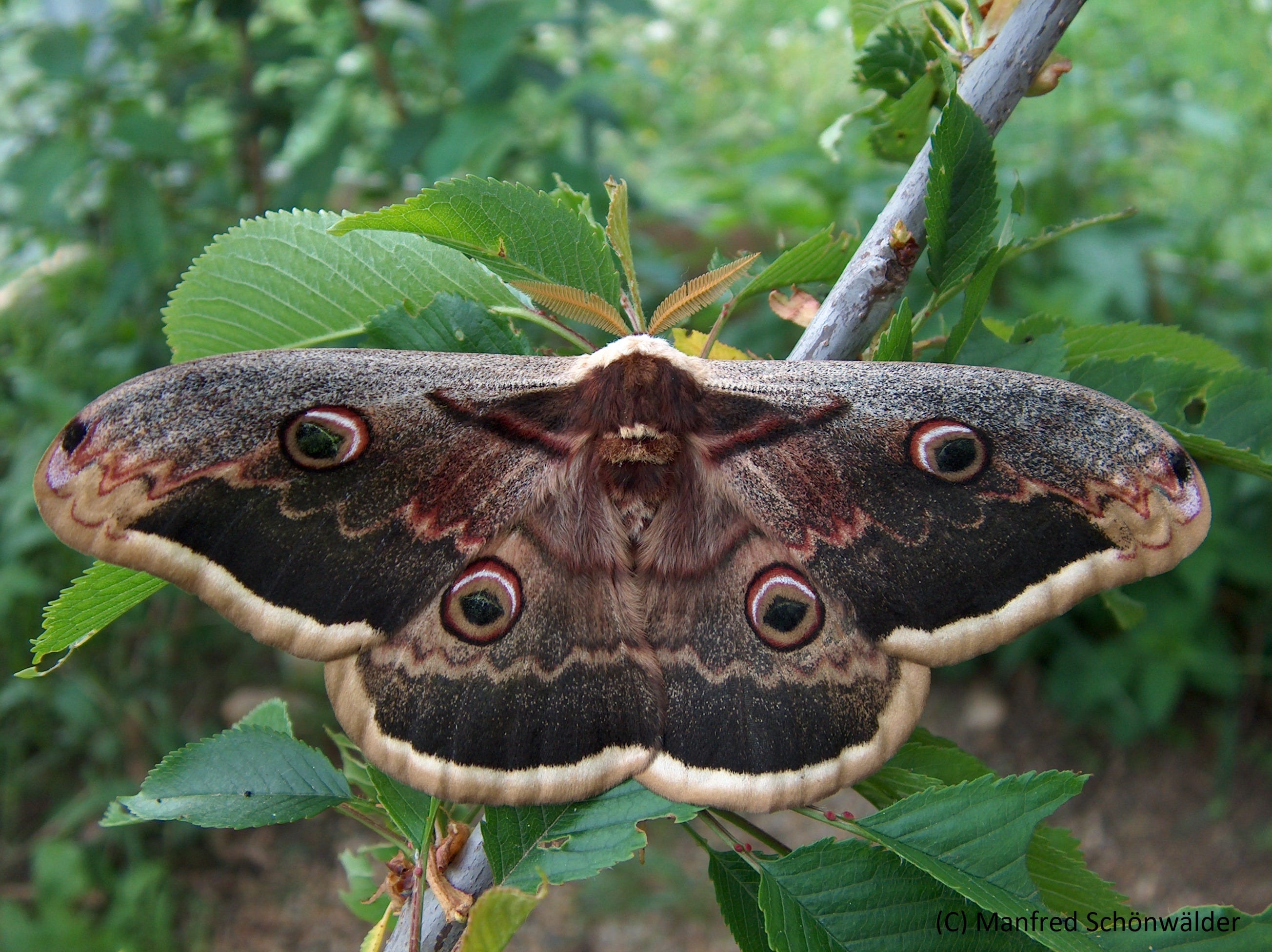 Schmetterlinge in Österreich | Austrian Butterfly Conservation