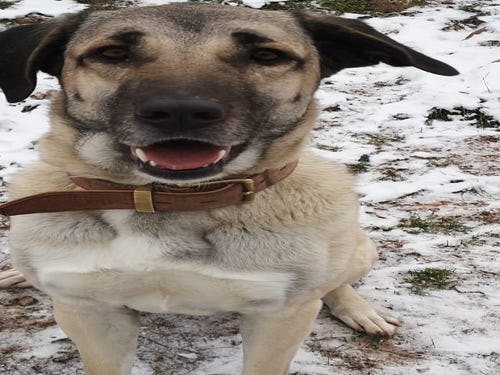 Hunde Vermittlungstiere Tierheim Miltenberg