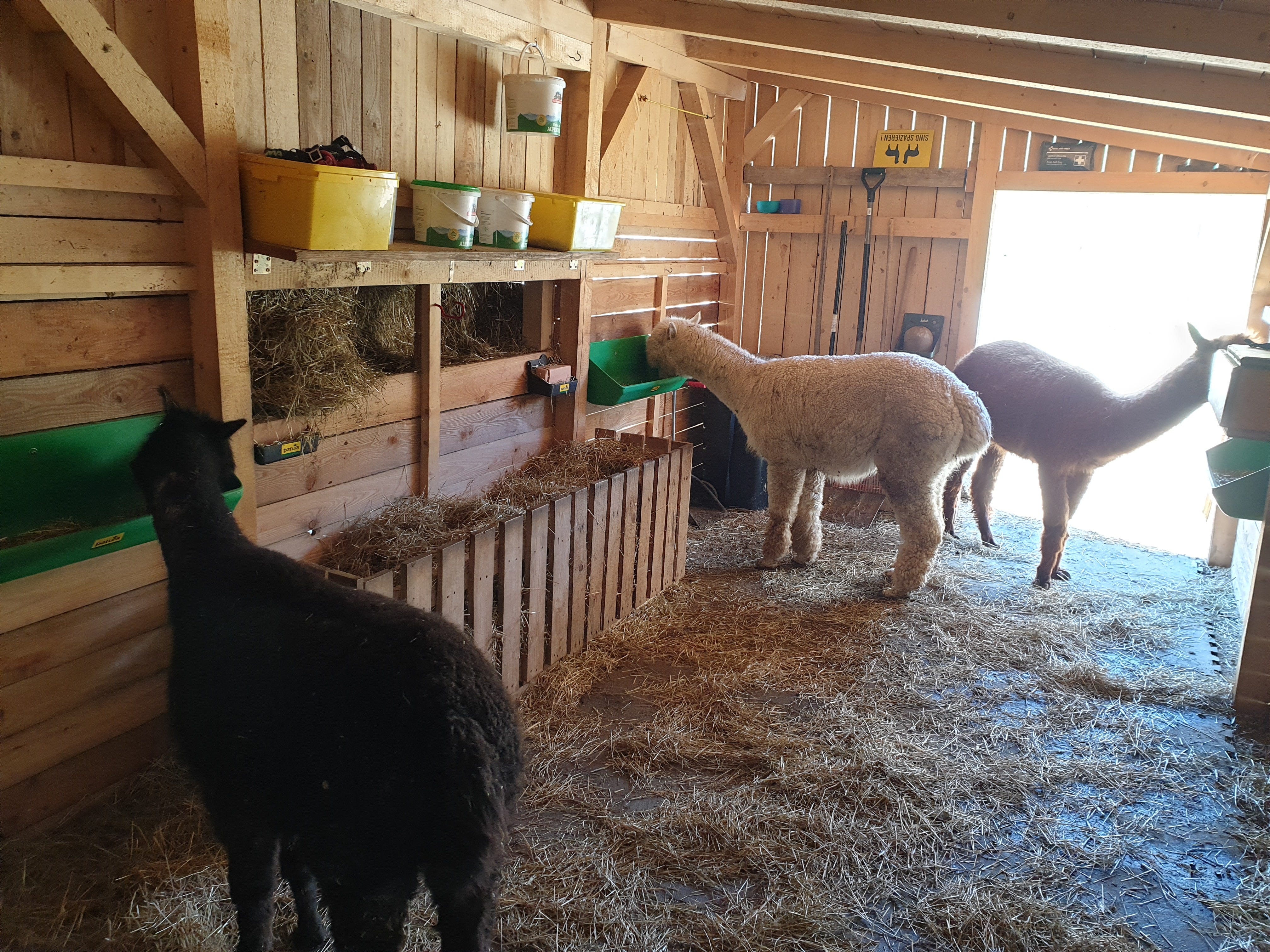 Haltungsinformationen Alpakas Tierwelt Andi's Tier & Pflanzenwelt