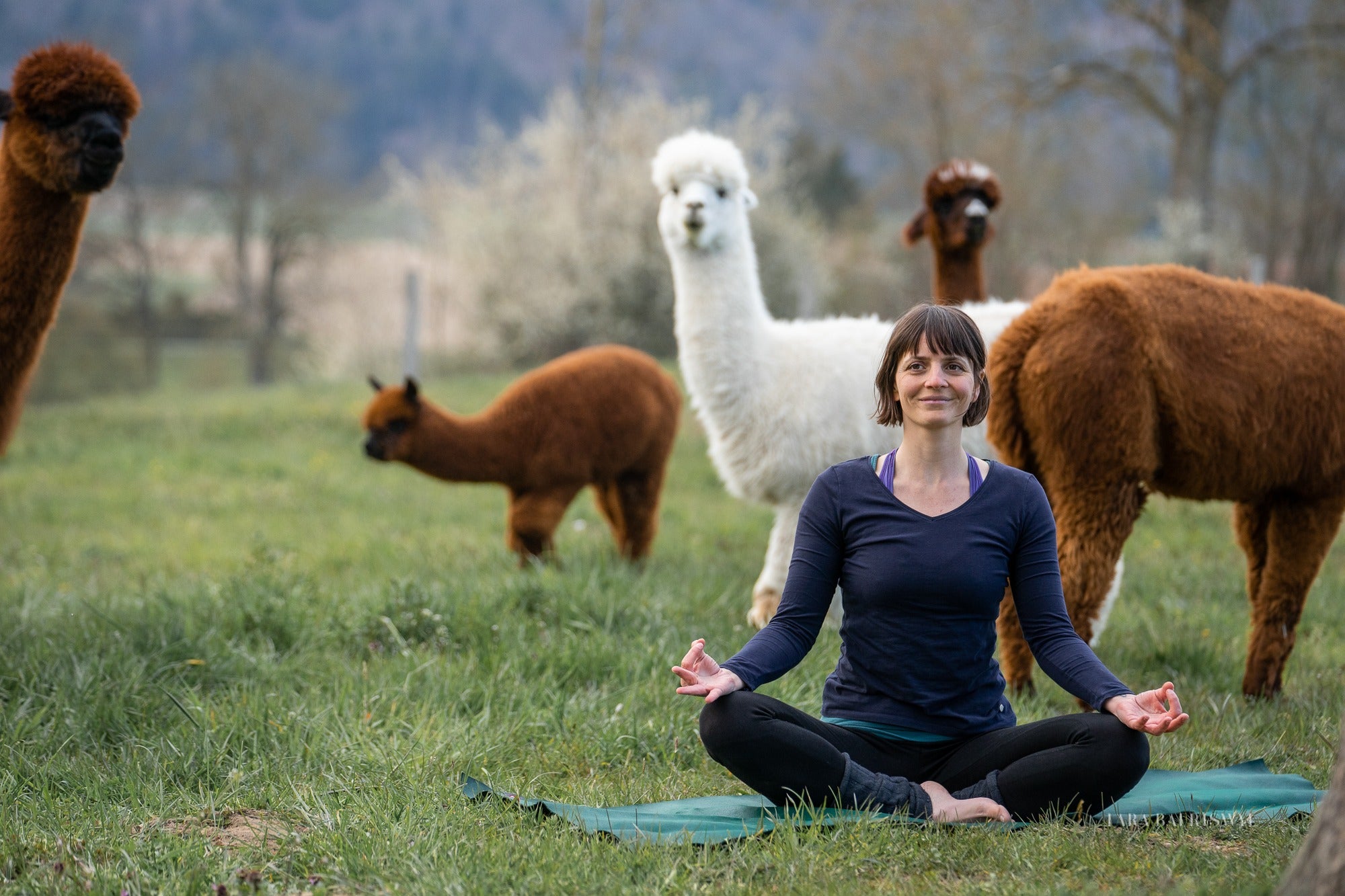 Alpaka Yoga Alpaka Erlebnisse Schweiz