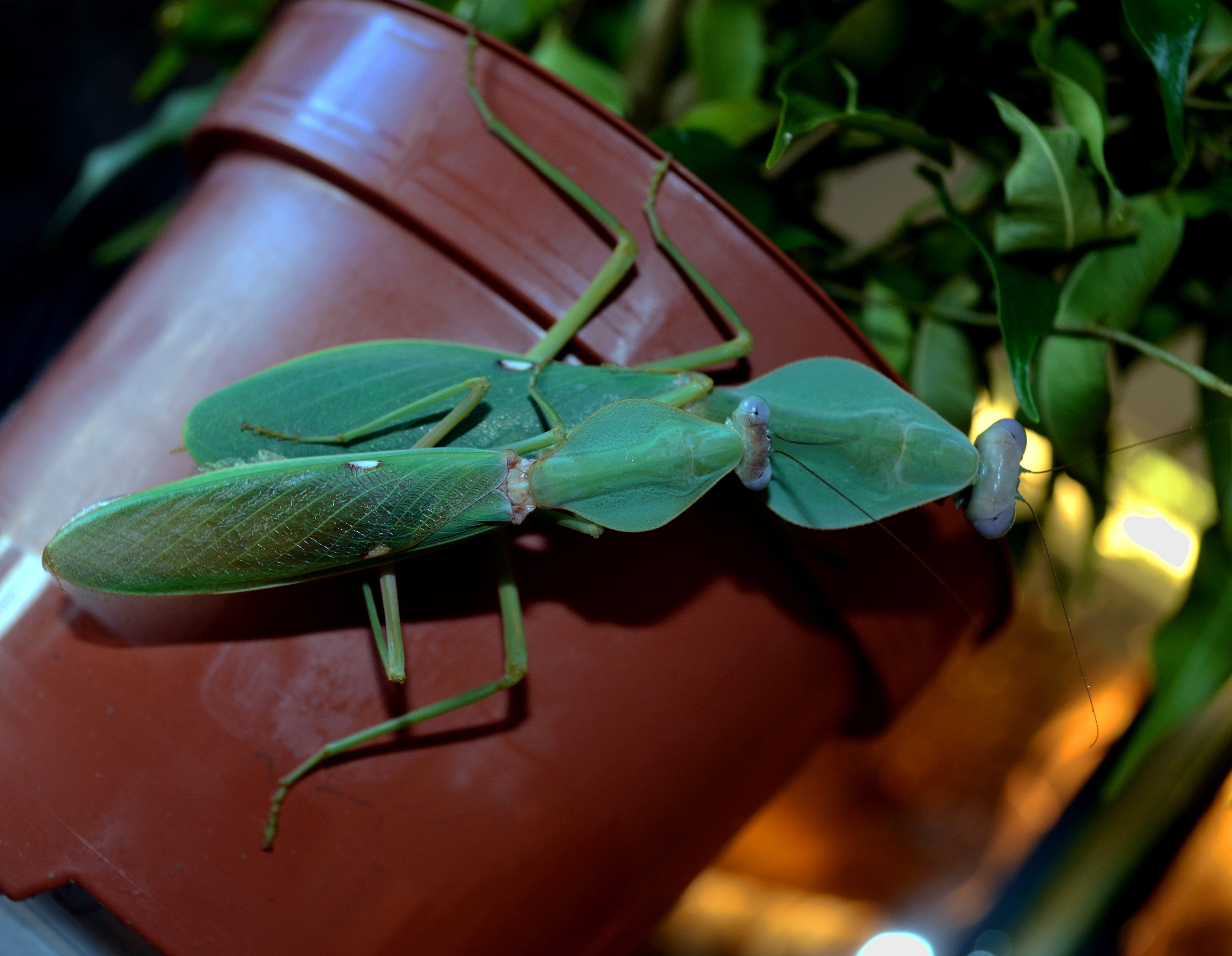 Rhombodera cf. stalii - MANTODEA - Shop | Mantids, Phasmids and more