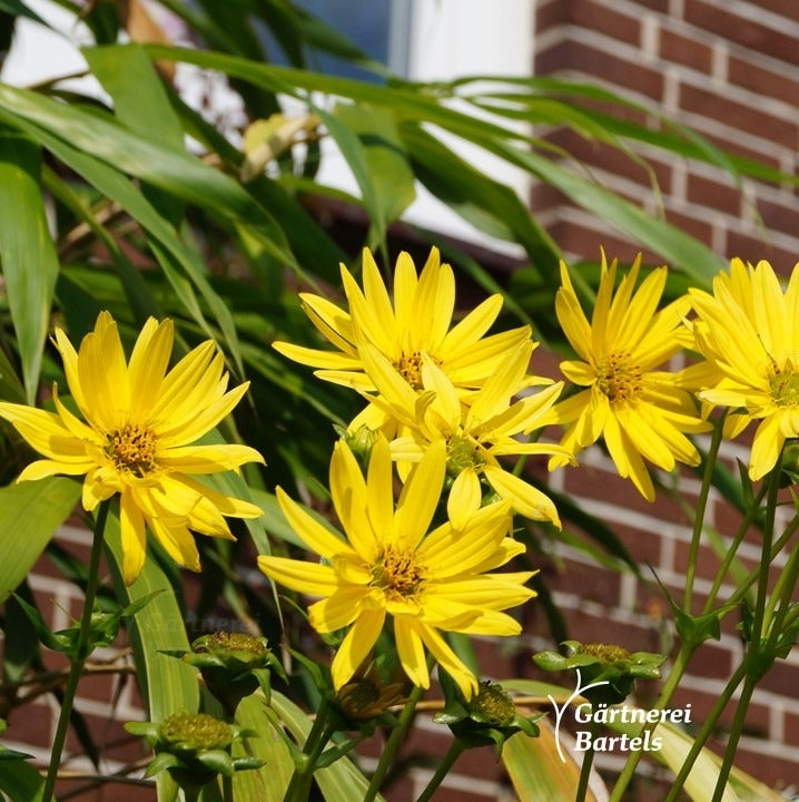 Weidenblättrige SonnenblumeHelianthus salicifolius Stauden & Gräser