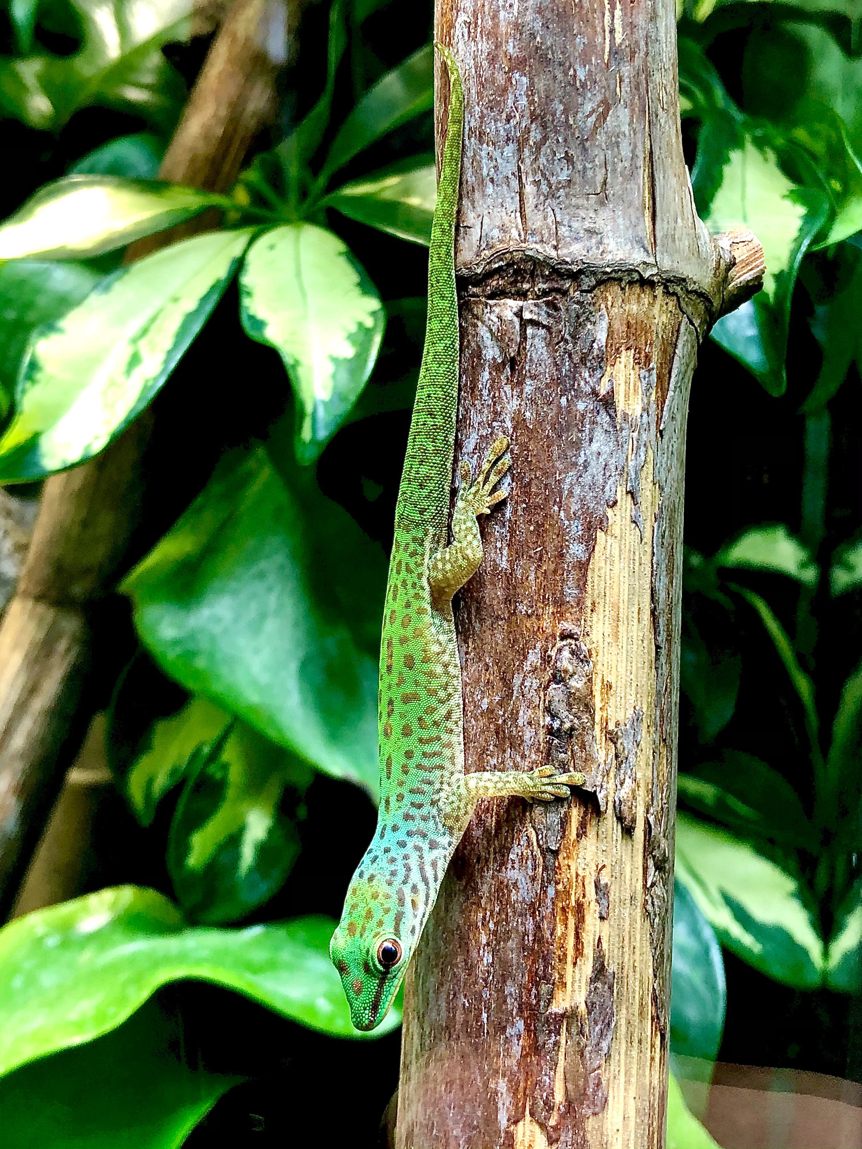P. guttata Unsere Tiere Phelsuma Taggeckos