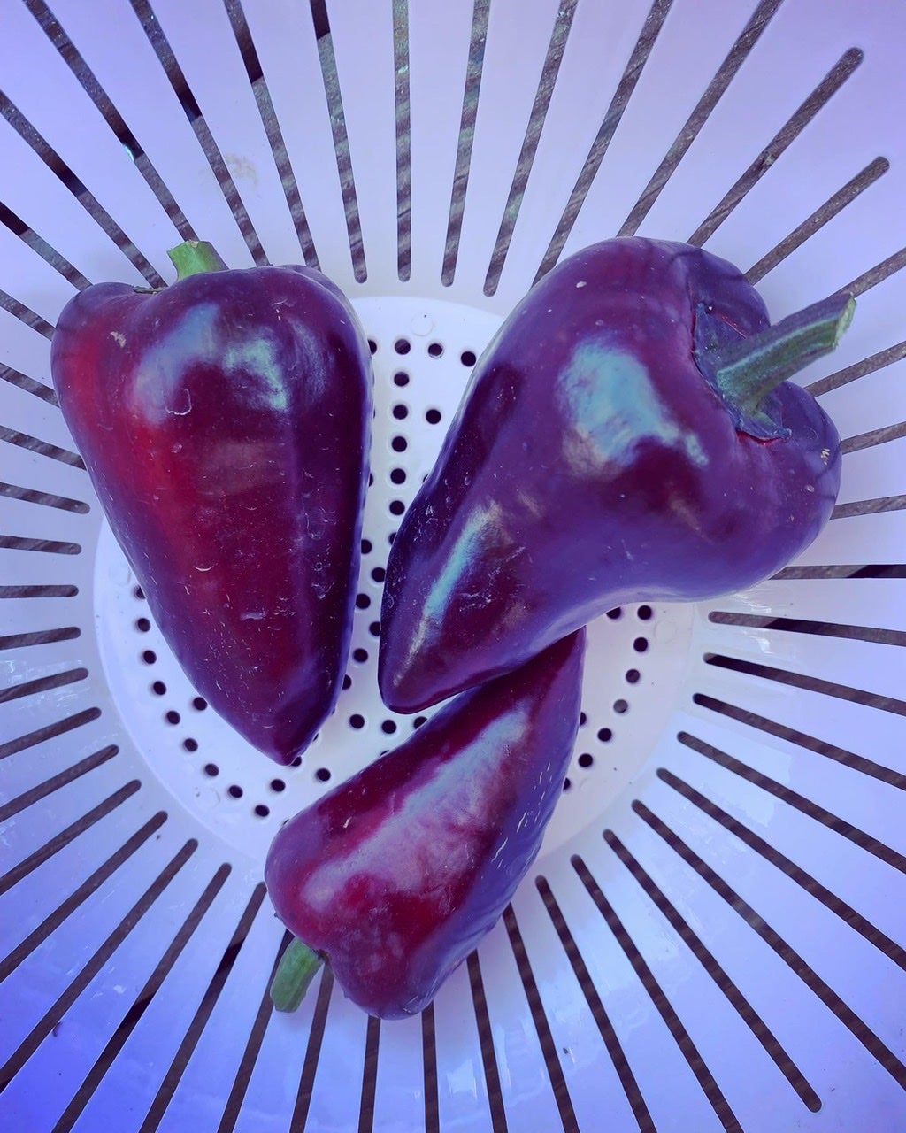 Tsyganskij Baron Paprika(Schärfe: 0) - Bunte Paprika und Chili - Shop ...