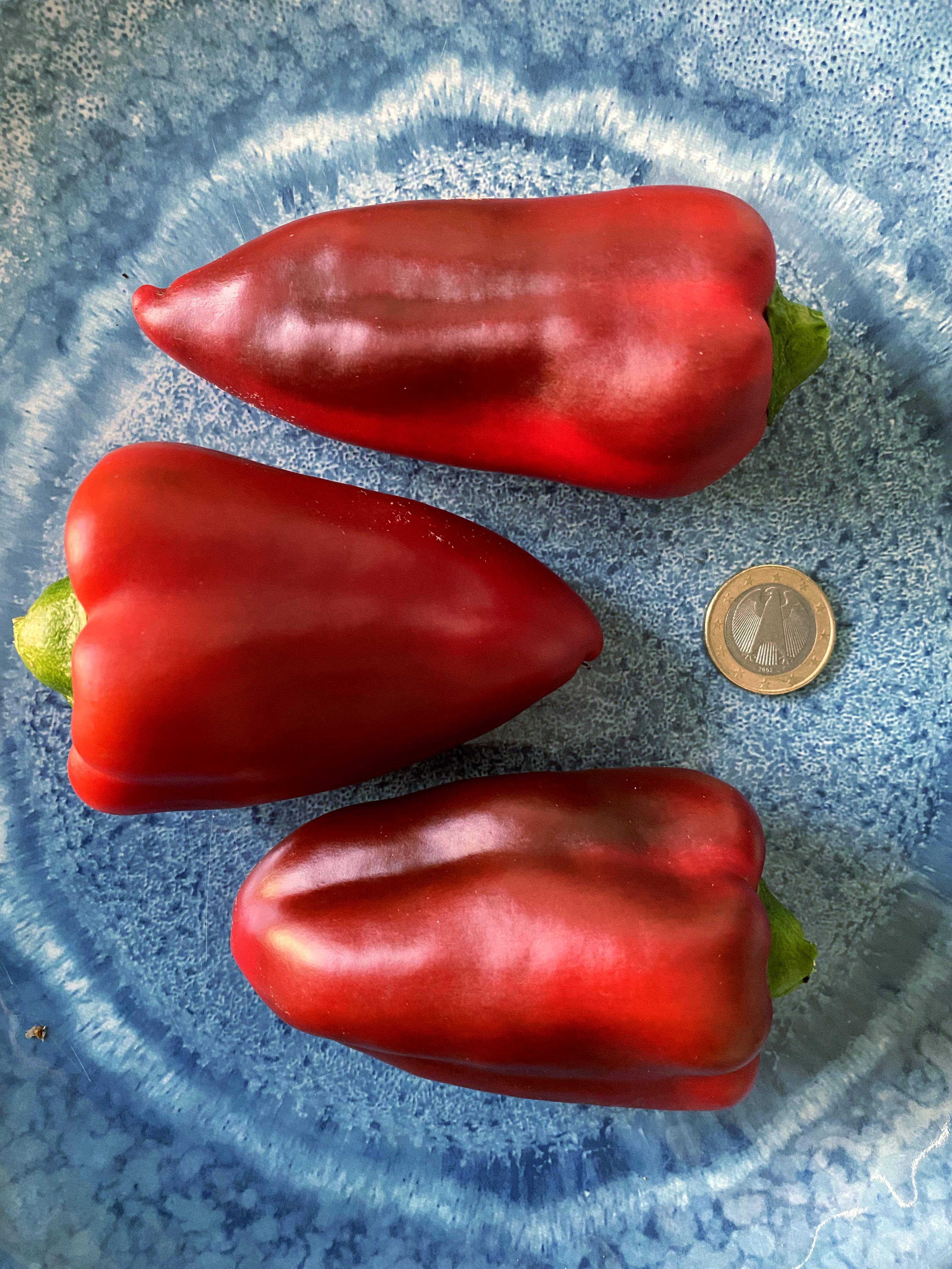 Langer Süßer Paprika (Schärfe: 0) - Bunte Paprika und Chili - Shop ...