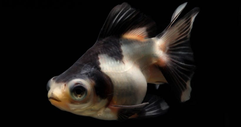 Goldfische richtig pflegen (mit Bildern) – wikiHow