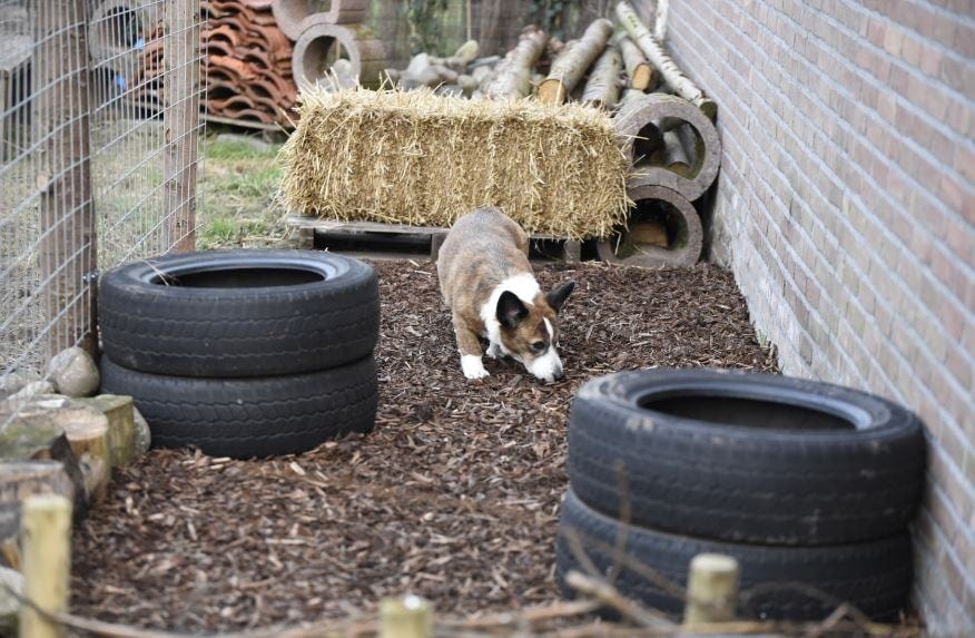 what-is-a-sensory-garden-sensory-garden-4-dogs