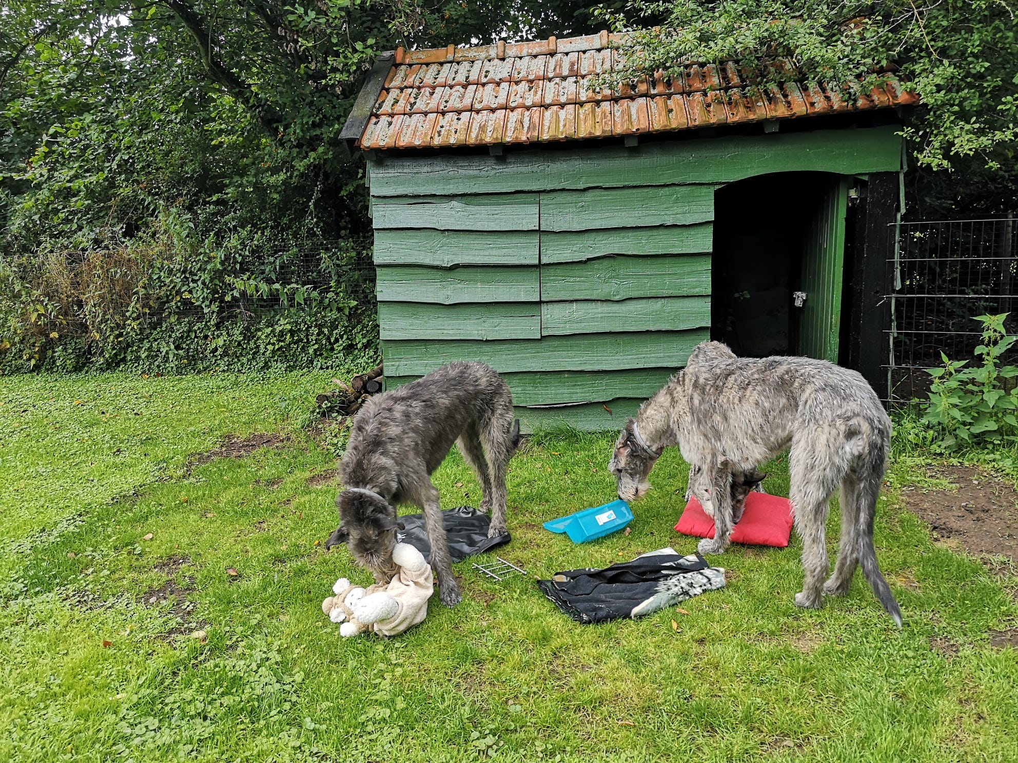 home-sensory-garden-4-dogs