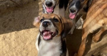 Home | Stray Paws Deutschland e.V.