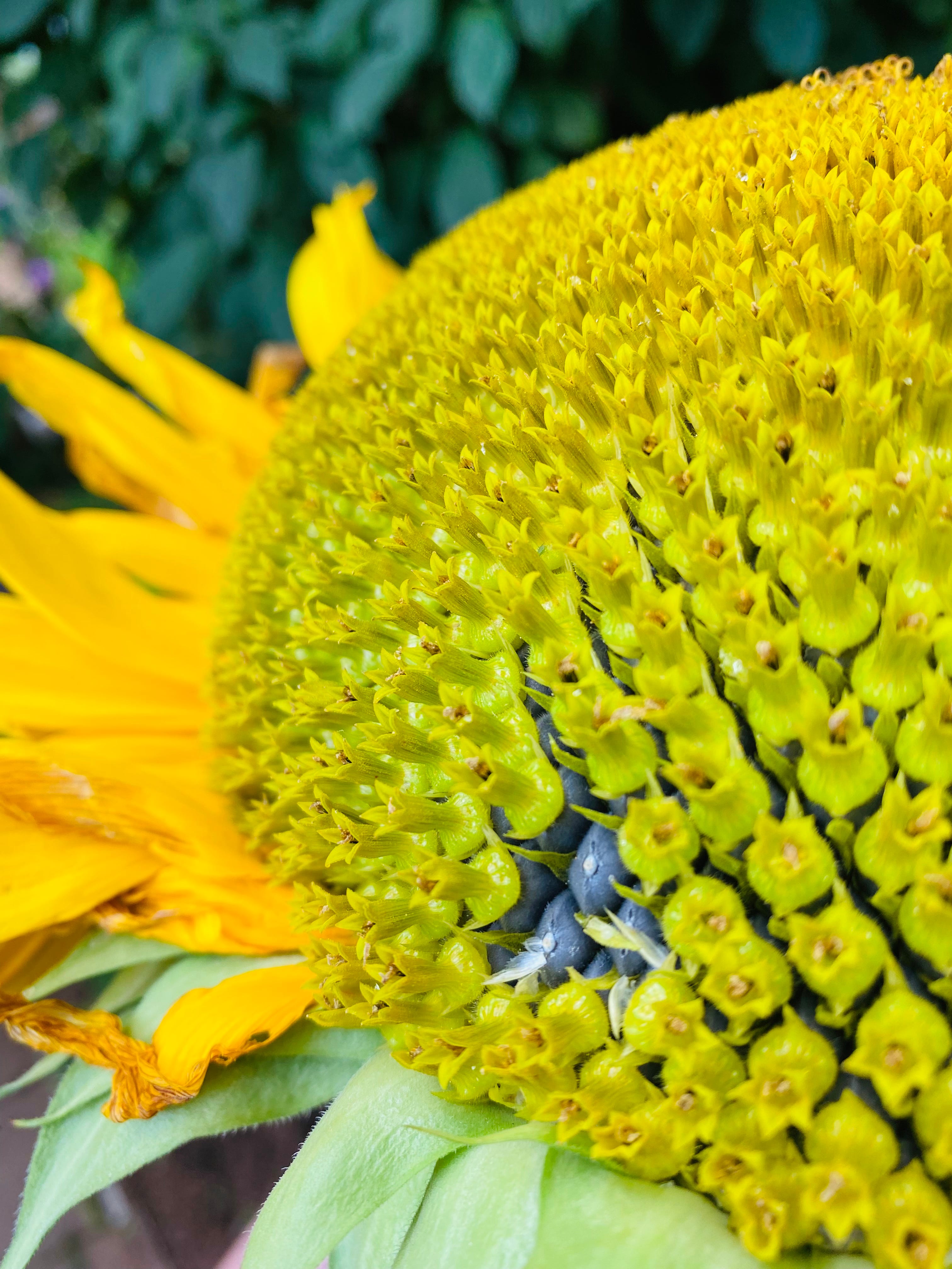 NEU 2021 Hohe Riesen Sonnenblume Bunte Blumen Shop Harvest