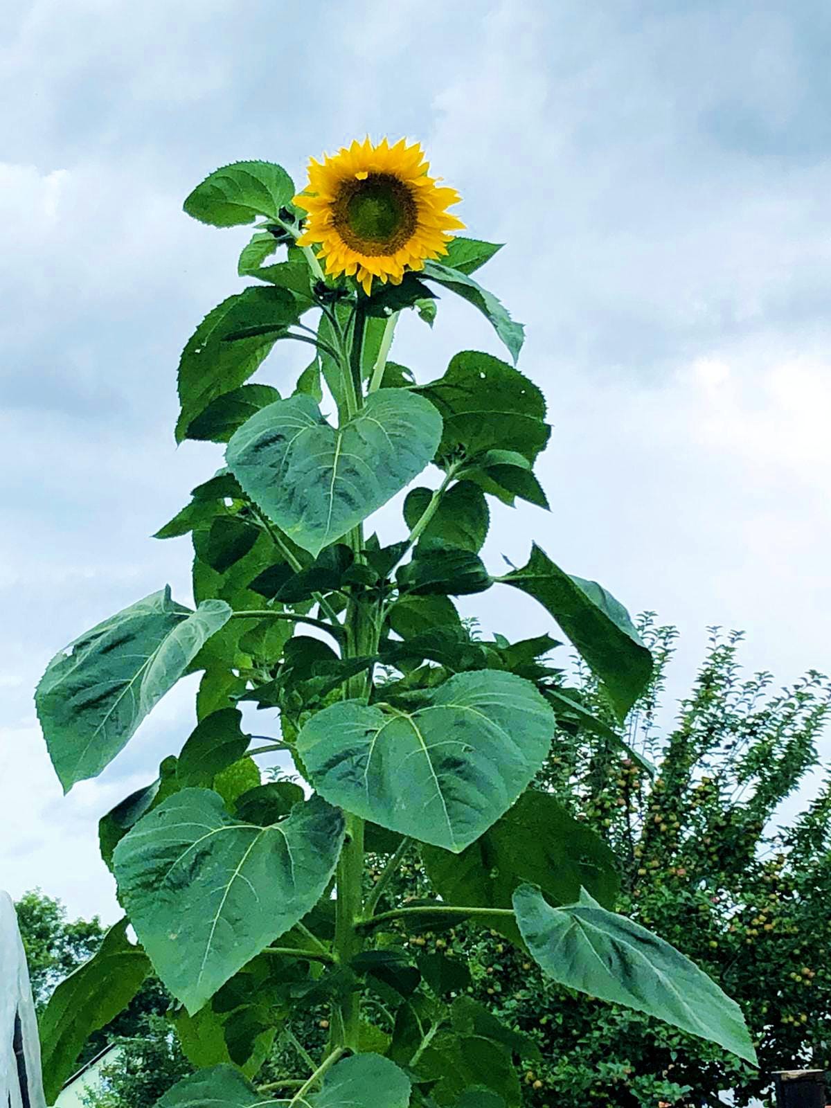 NEU 2021 Hohe Riesen Sonnenblume Bunte Blumen Shop Harvest