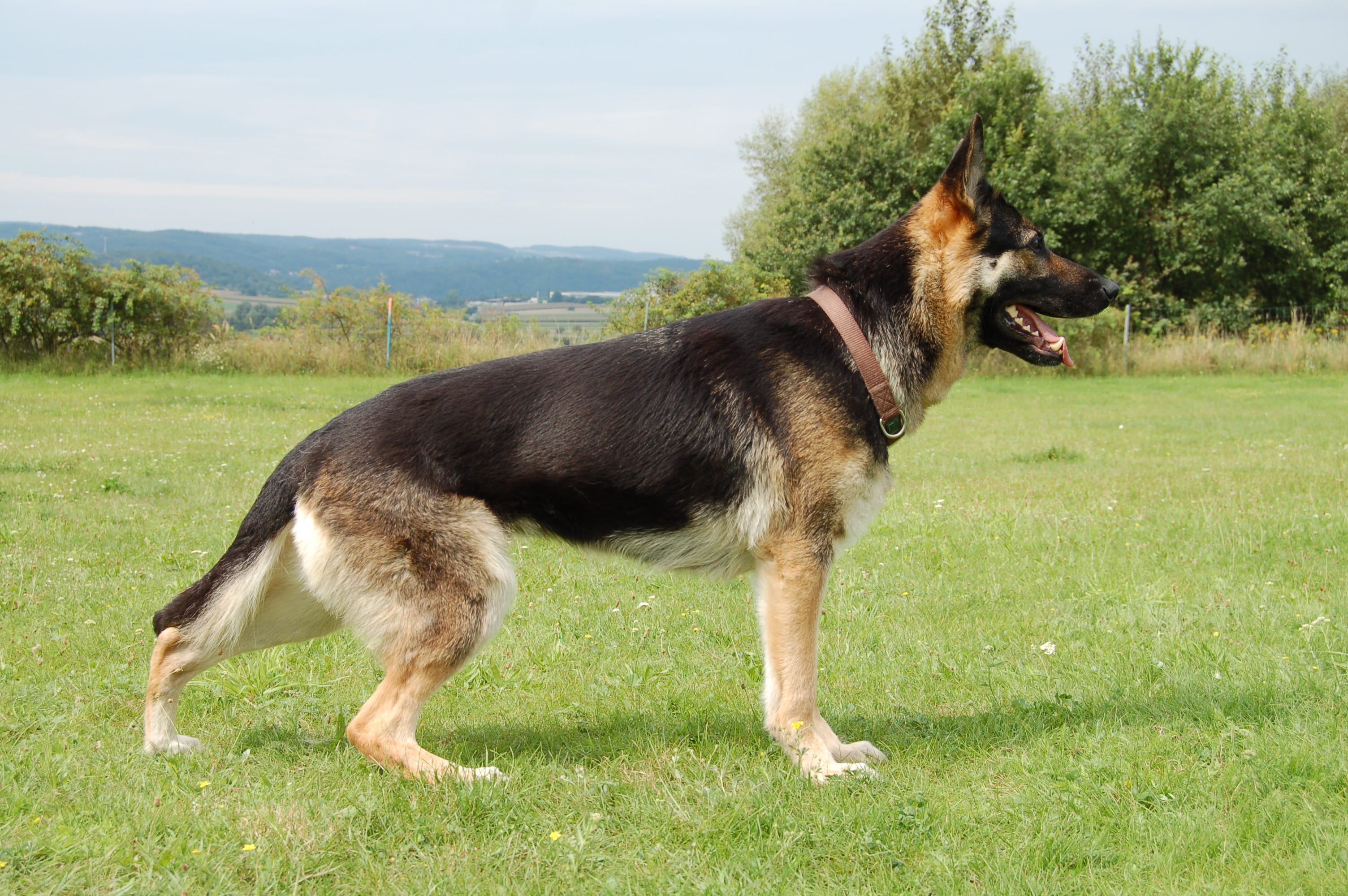 Deutsche Schäferhunde | Zuchtstaette.Marvarics