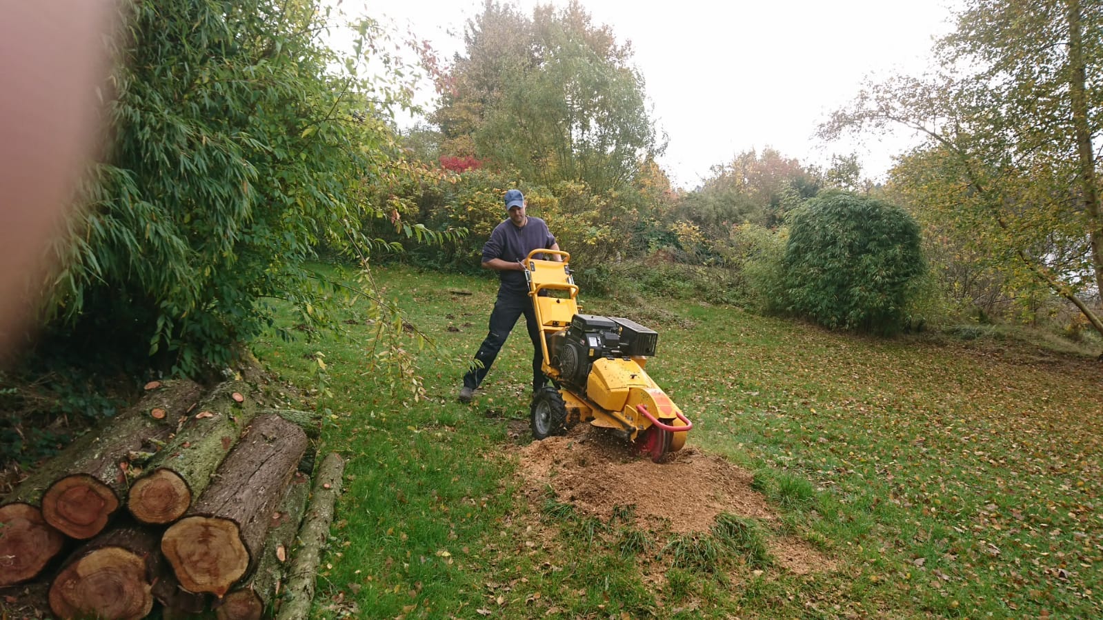Baum- und Gartenpflege | Wegner Gartenbau und Landschaftsbau