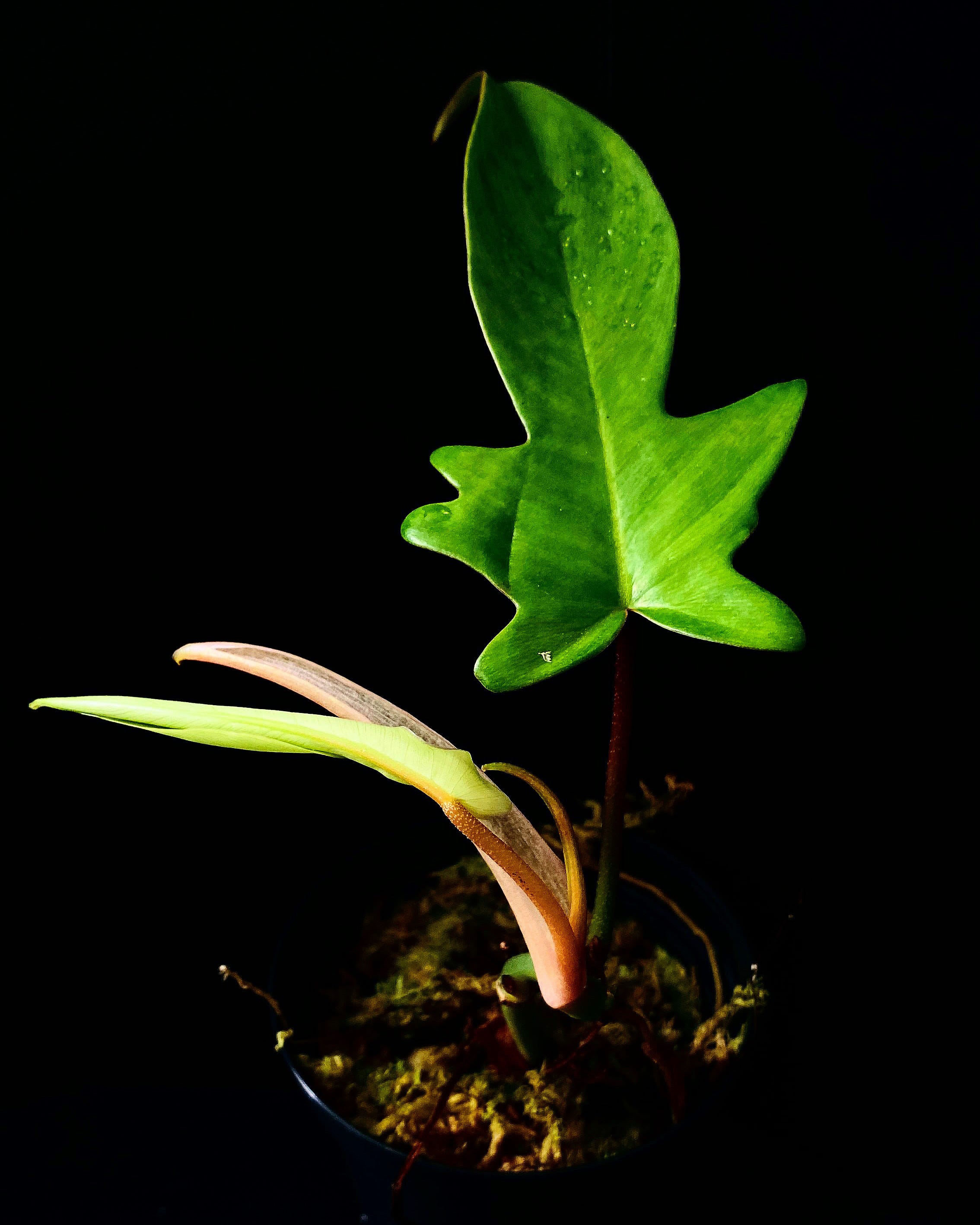 Philodendron Arten Pflanzen Home Homegrown_Jungle