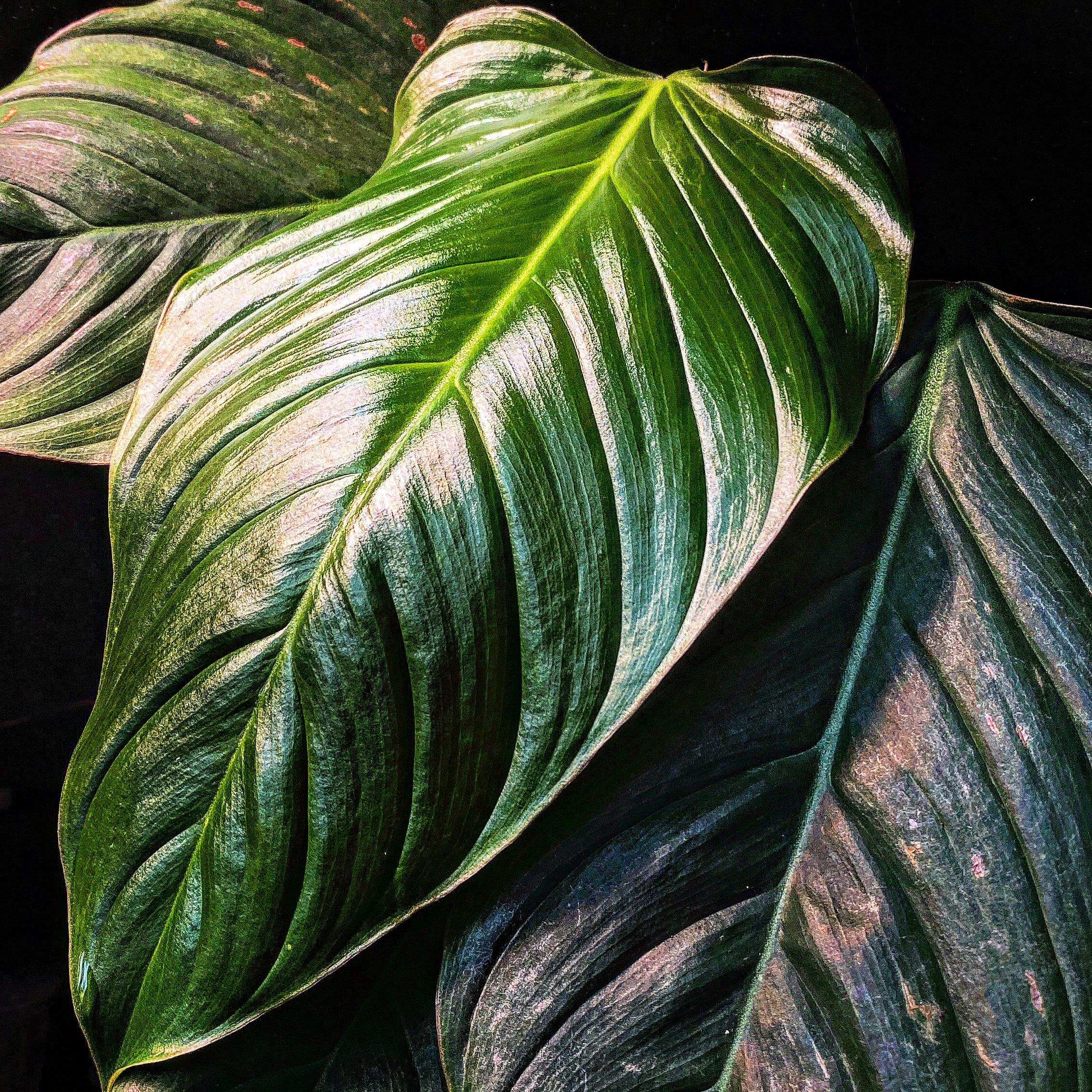 Philodendron Arten Pflanzen Home Homegrown_Jungle