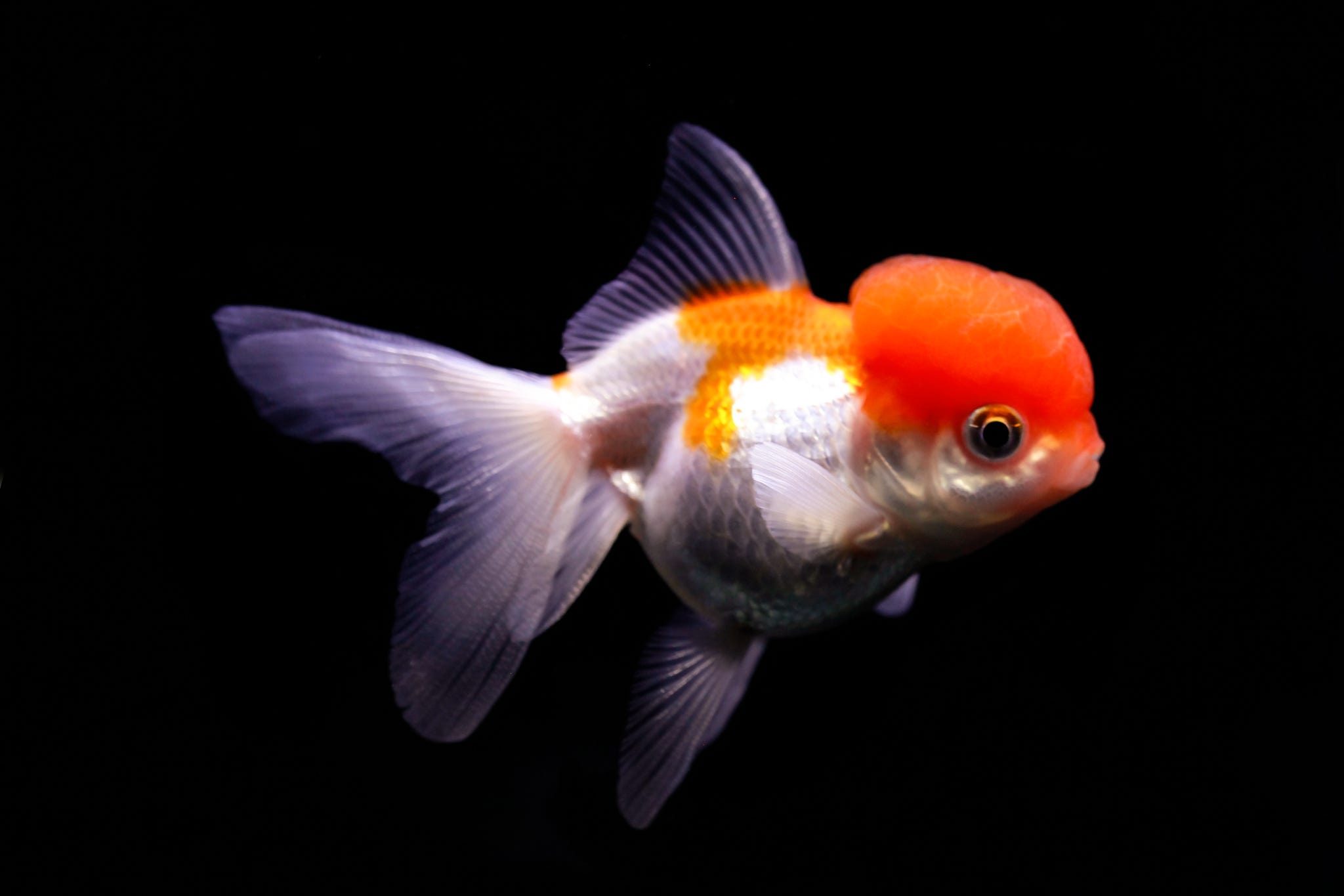 Red Cap Oranda - Shop | Hello Goldfish