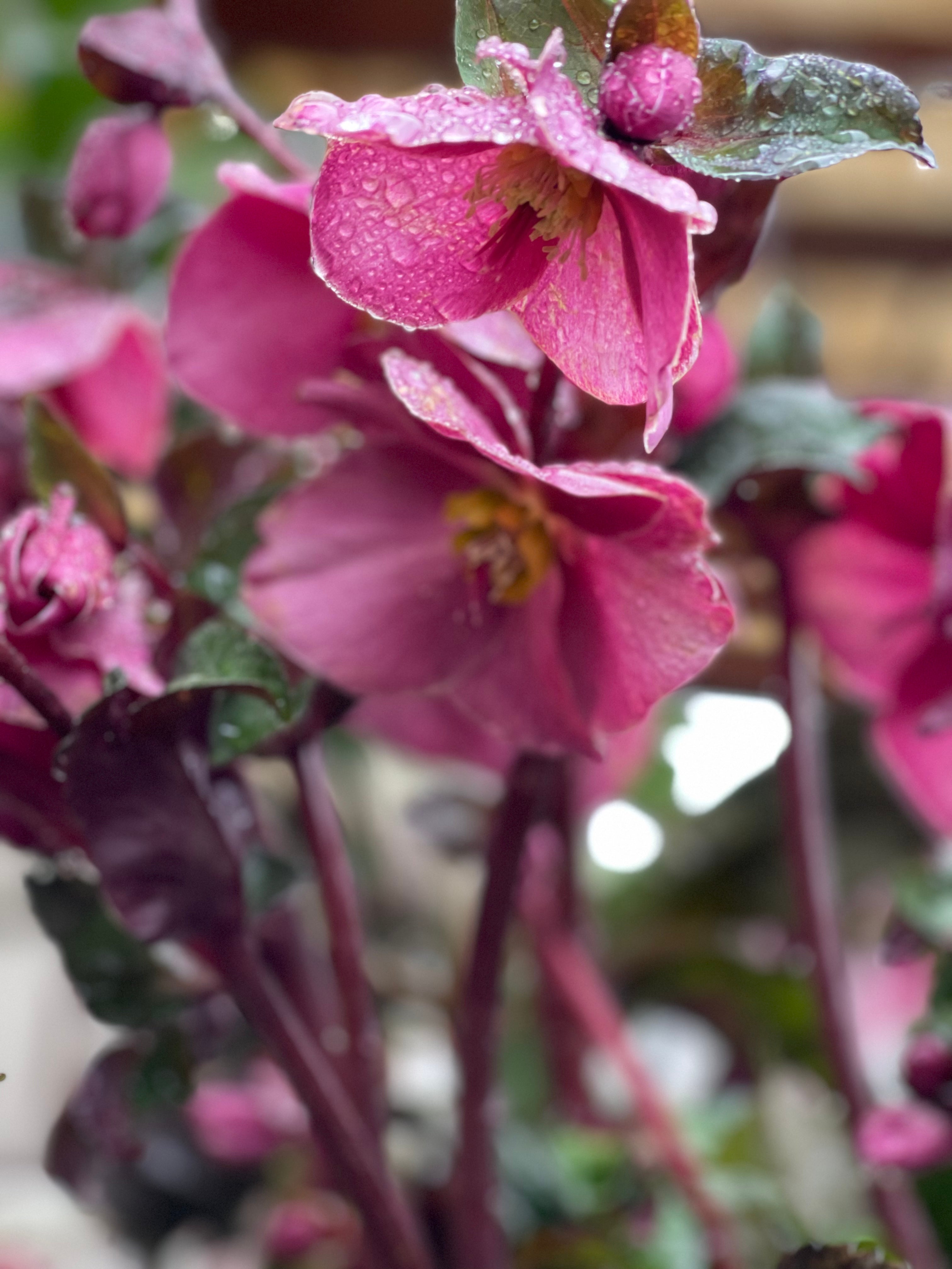 Lenzrose "Helleborus Anna's Red" tolle riesige Pflanze Winterblüher