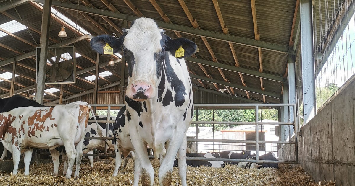Home Milch Hof Osterwiese Direkt GbR