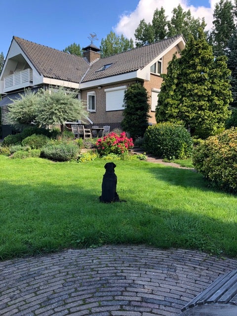 Vakantieopvang Voor Uw Hond | Kleinschalige Hondenopvang In Huis