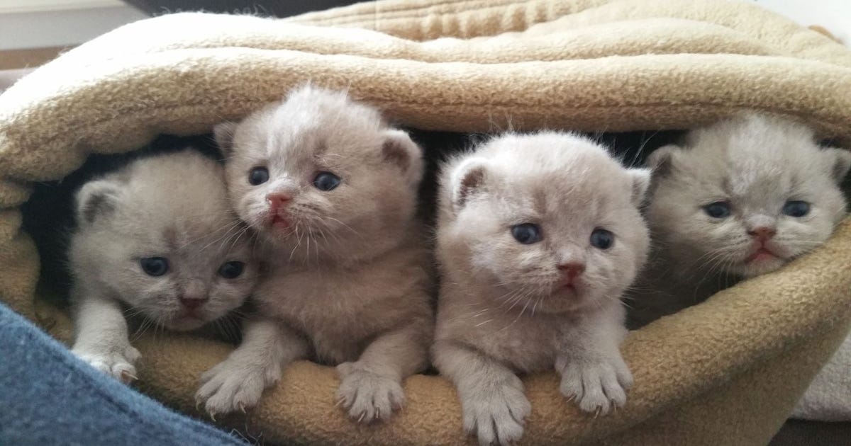 Brits Korthaar kittens te koop |