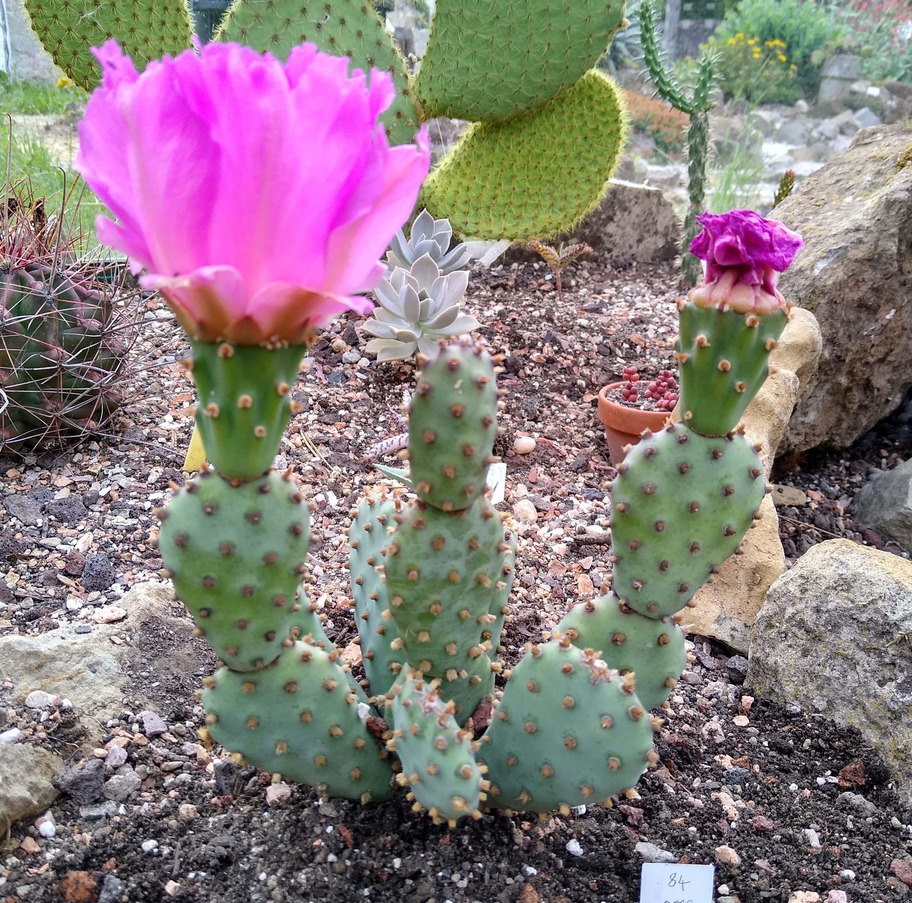 Opuntia basilaris ssp. brachyclada - E-boutique | Au cactus vosgien